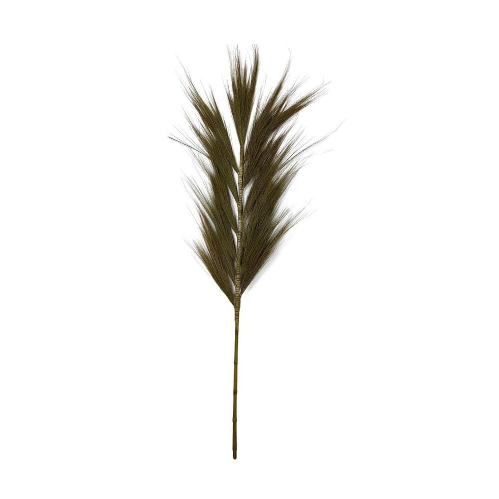 DIJK 38x1x118 Dichelachne Plume - - Federgras Grass cm, crinita - dunkelgrün Trockenblume
