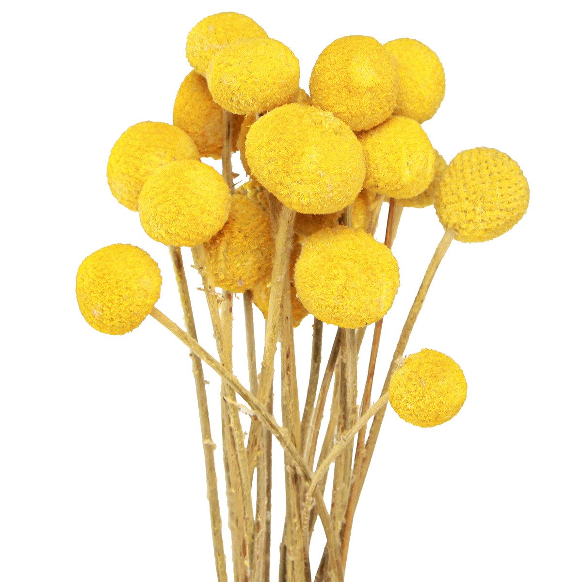 Trockenblume Gelbe Craspedia getrocknet Trockenblumen 45-55cm günstig online kaufen