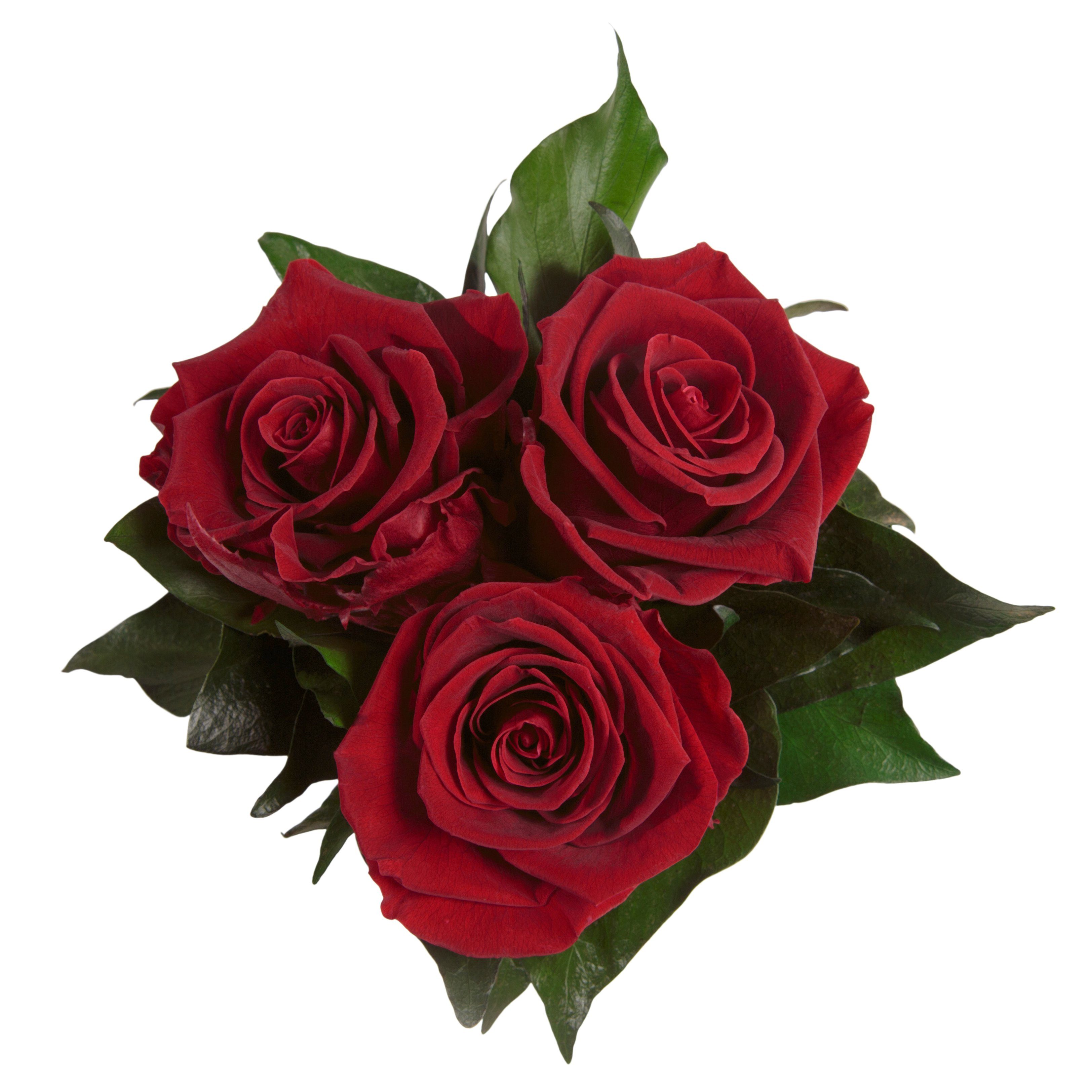weiß Kunstblume Rose, rund 10 ROSEMARIE Rosenbox Rosen Sie Geschenk konserviert Rosen für SCHULZ Höhe 3 echte cm, Heidelberg, Dunkelrot Infinity