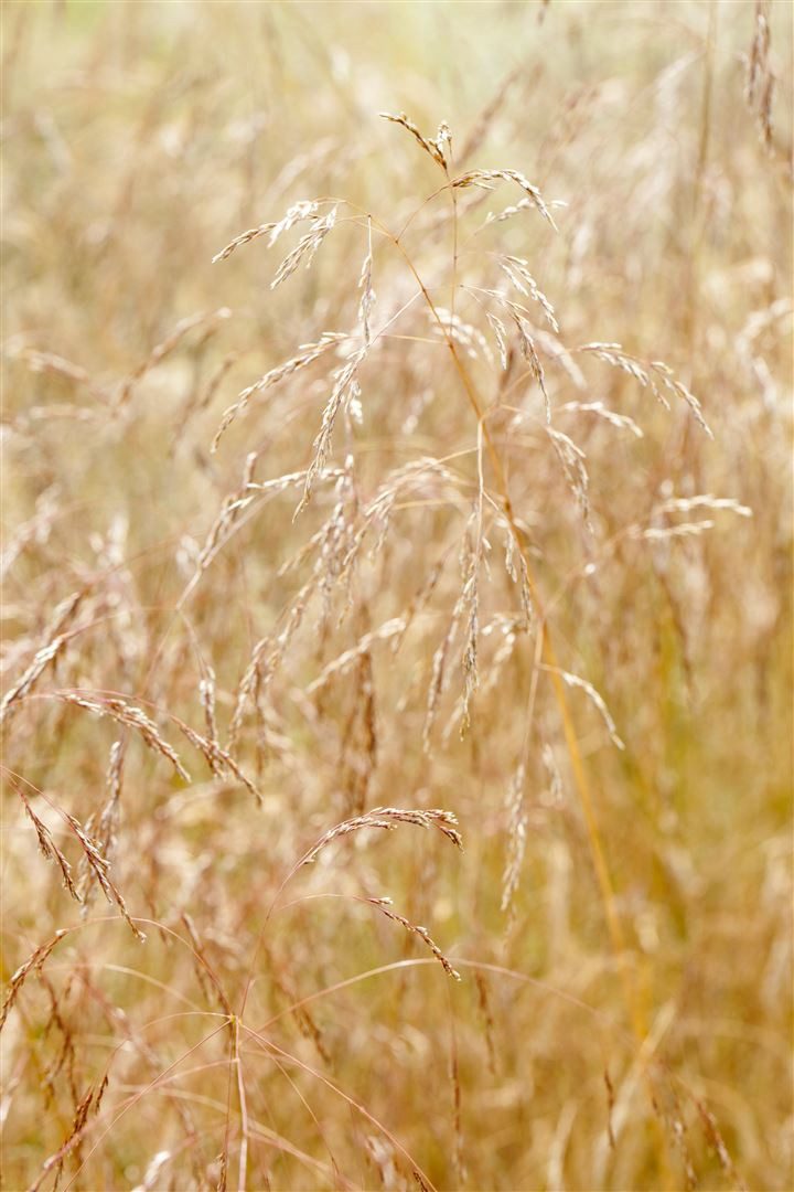 Pflanzen für Dich Травы Deschampsia cesp. Goldschleier, 1 St., Rasen-Schmiele, Goldschleier-Schmiele, goldgelb, winterhart