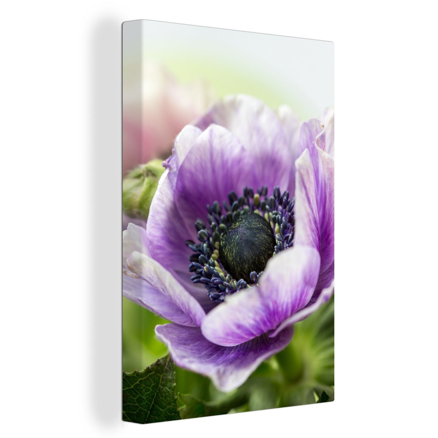 OneMillionCanvasses® Leinwandbild Nahaufnahme einer violetten Anemone, (1 St), Leinwandbild fertig bespannt inkl. Zackenaufhänger, Gemälde, 20x30 cm