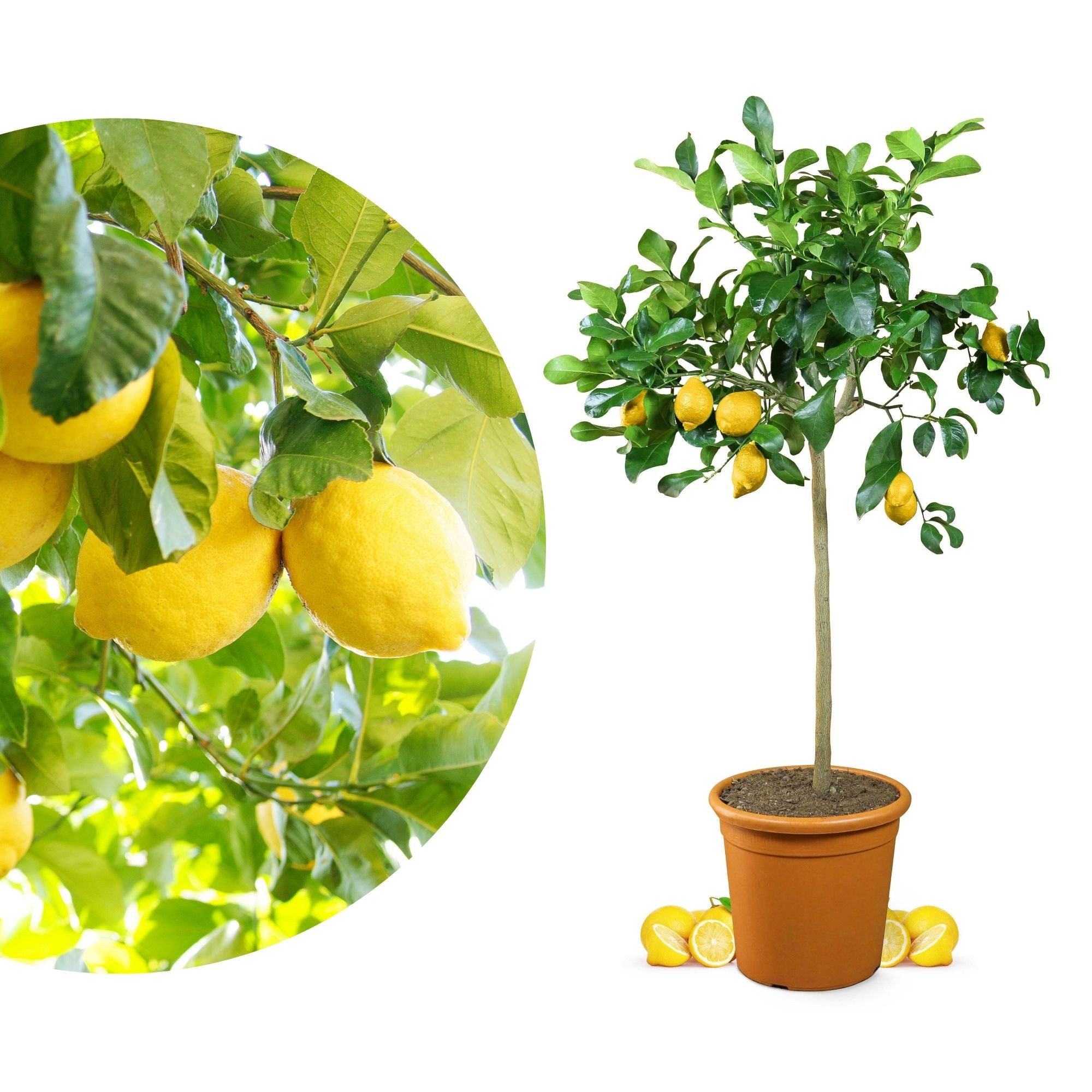 Meine Orangerie Zitronenbaum Citrus Limon, echte Zitrone, professionell veredelter und fruchtreifer Zitrusbaum