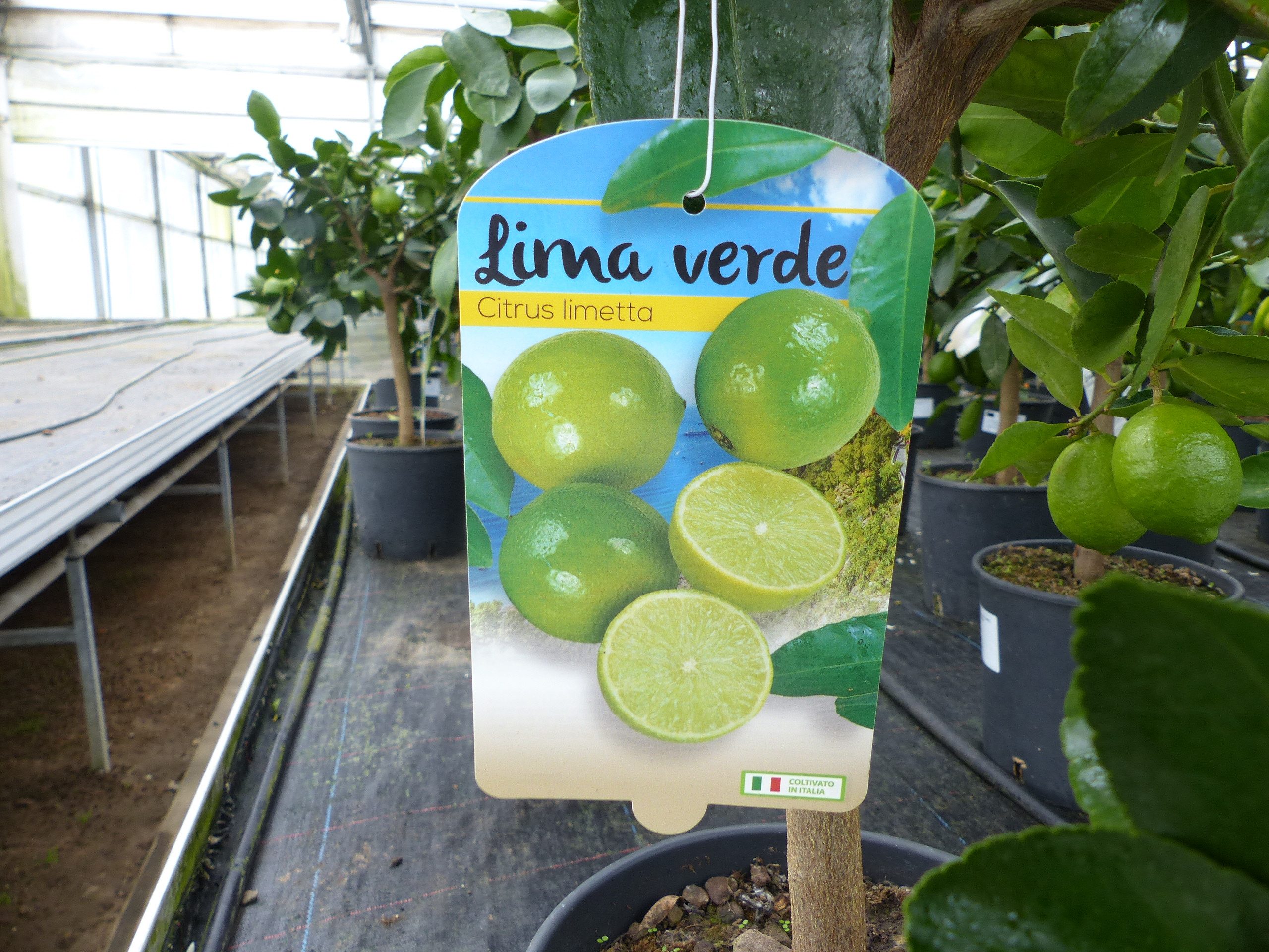 gruenwaren jakubik Zitronenbaum echte Caipi Limette Caipirinha Limettenbaum Citrus Lime 70 - 90 cm – Bild 5 von 5
