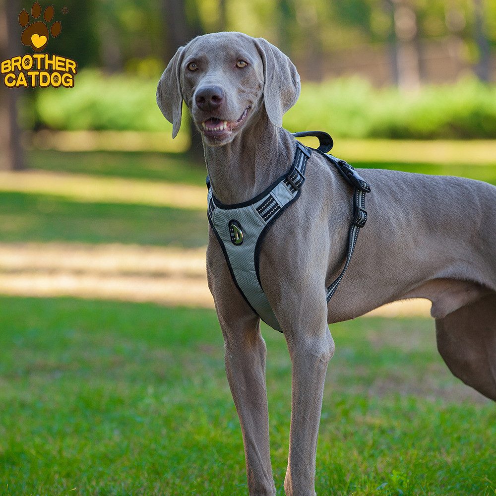 Brother Cat and Dog Hunde-Geschirr Gepolstertes Geschirr grau/schwarz