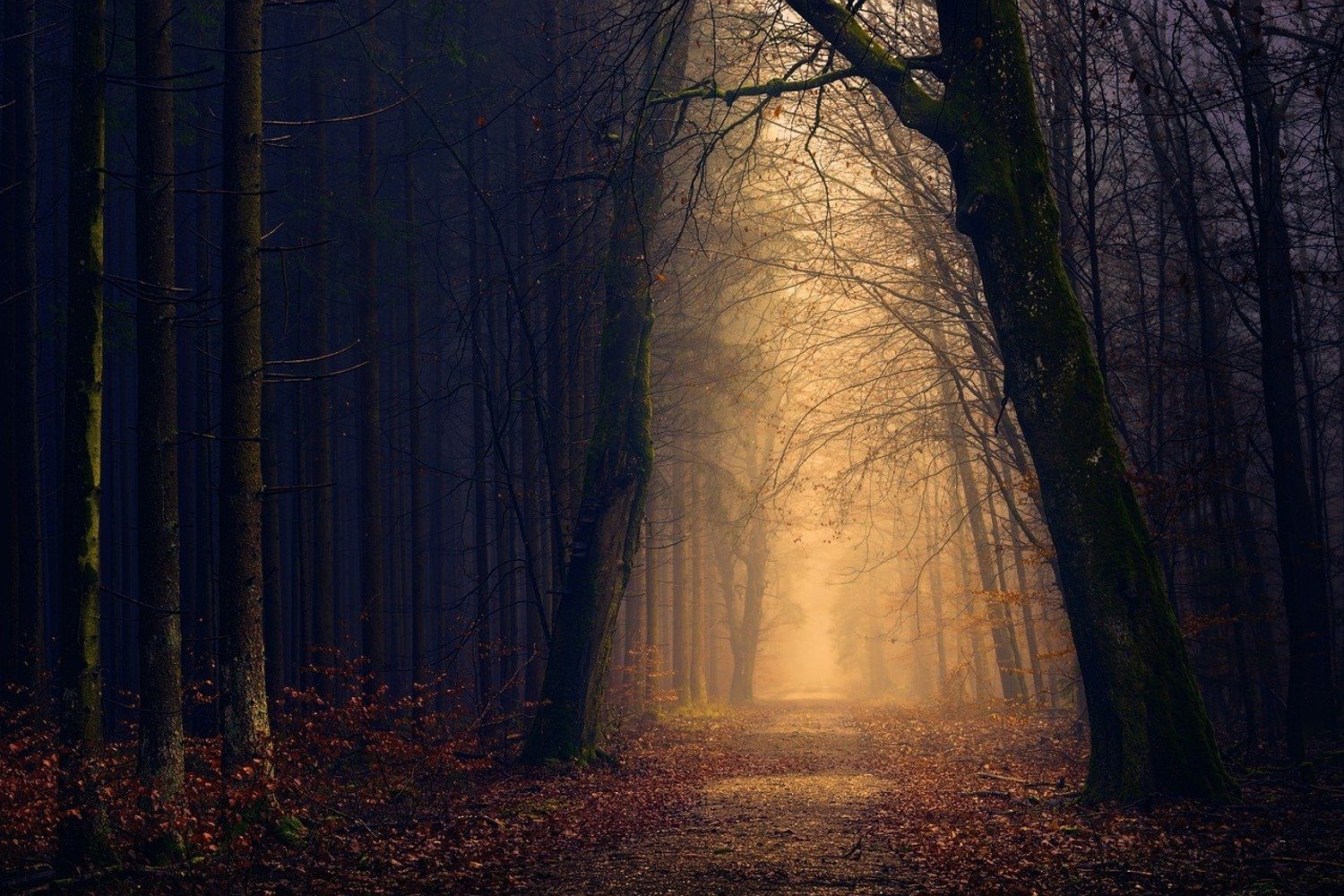 meberg Fototapete, Wald, Sonnenuntergang, Fototapete Abendstimmung im Wald Wandbild Vliestapete Motiv 200x300 cm