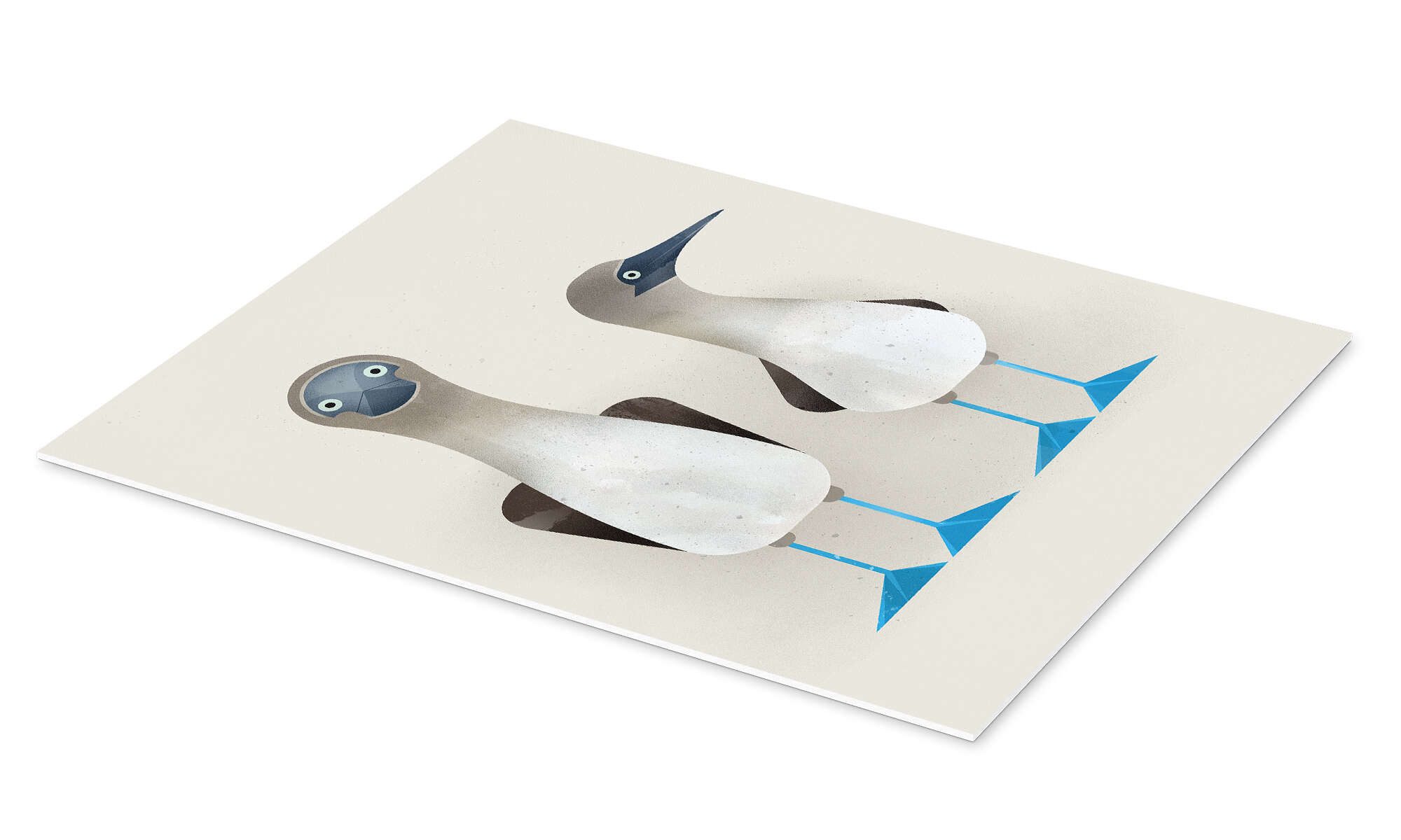 Posterlounge Poster Dieter Braun, Blaufußtölpel, Badezimmer günstig online kaufen