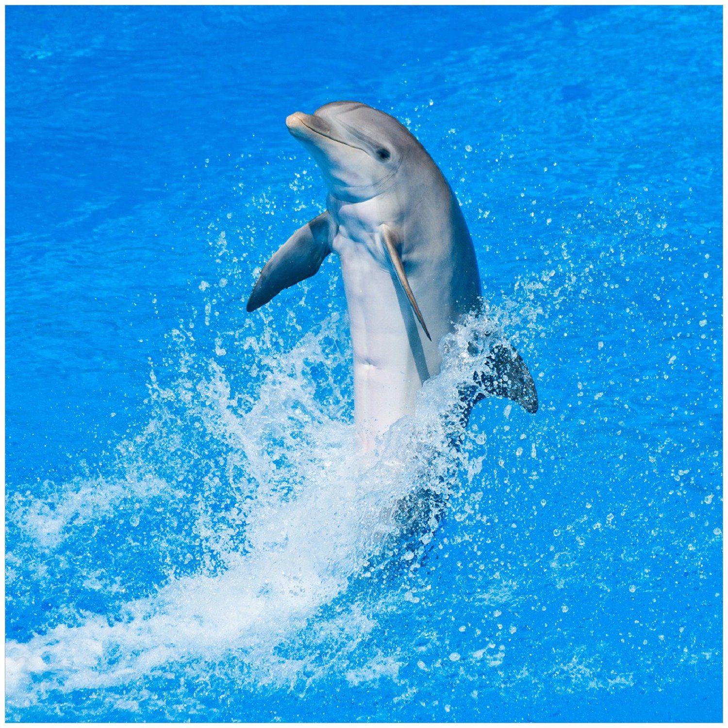 Besondere Sicherheit Wallario Memoboard Fröhlicher Delfin im blauen Wasser