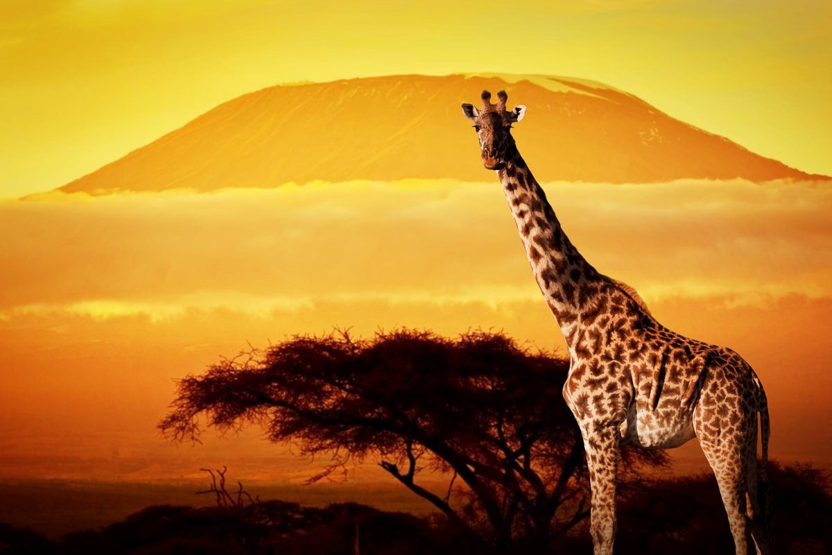 Papermoon Fototapete Giraffe von Kilimanjaro