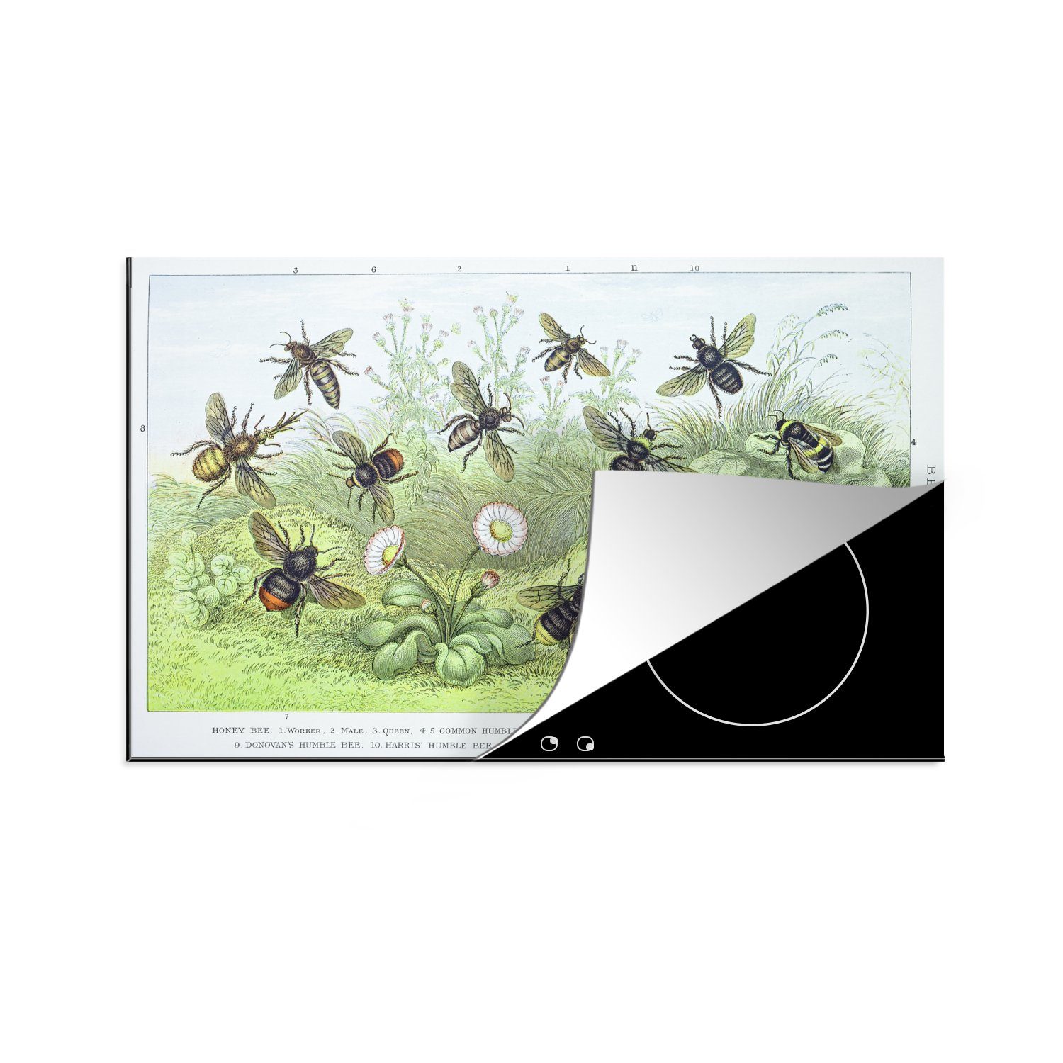 MuchoWow Herdblende-/Abdeckplatte Botanische Illustration Bienen, Vinyl, (1 tlg), 81x52 cm, Induktionskochfeld Schutz für die küche, Ceranfeldabdeckung