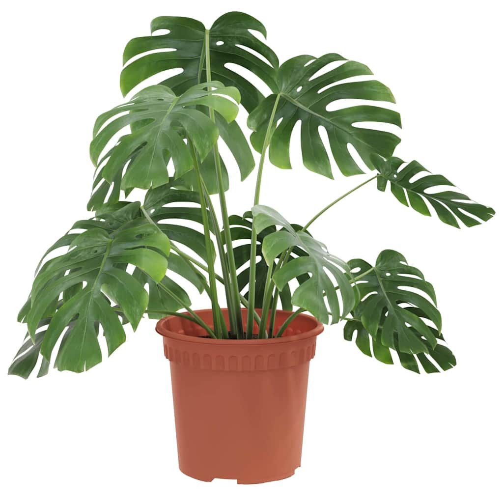 furnicato Blumentopf Runder 15 x 12 cm Ziegelrot, Blumenkübel mit Abflusslöchern für deinen Balkon