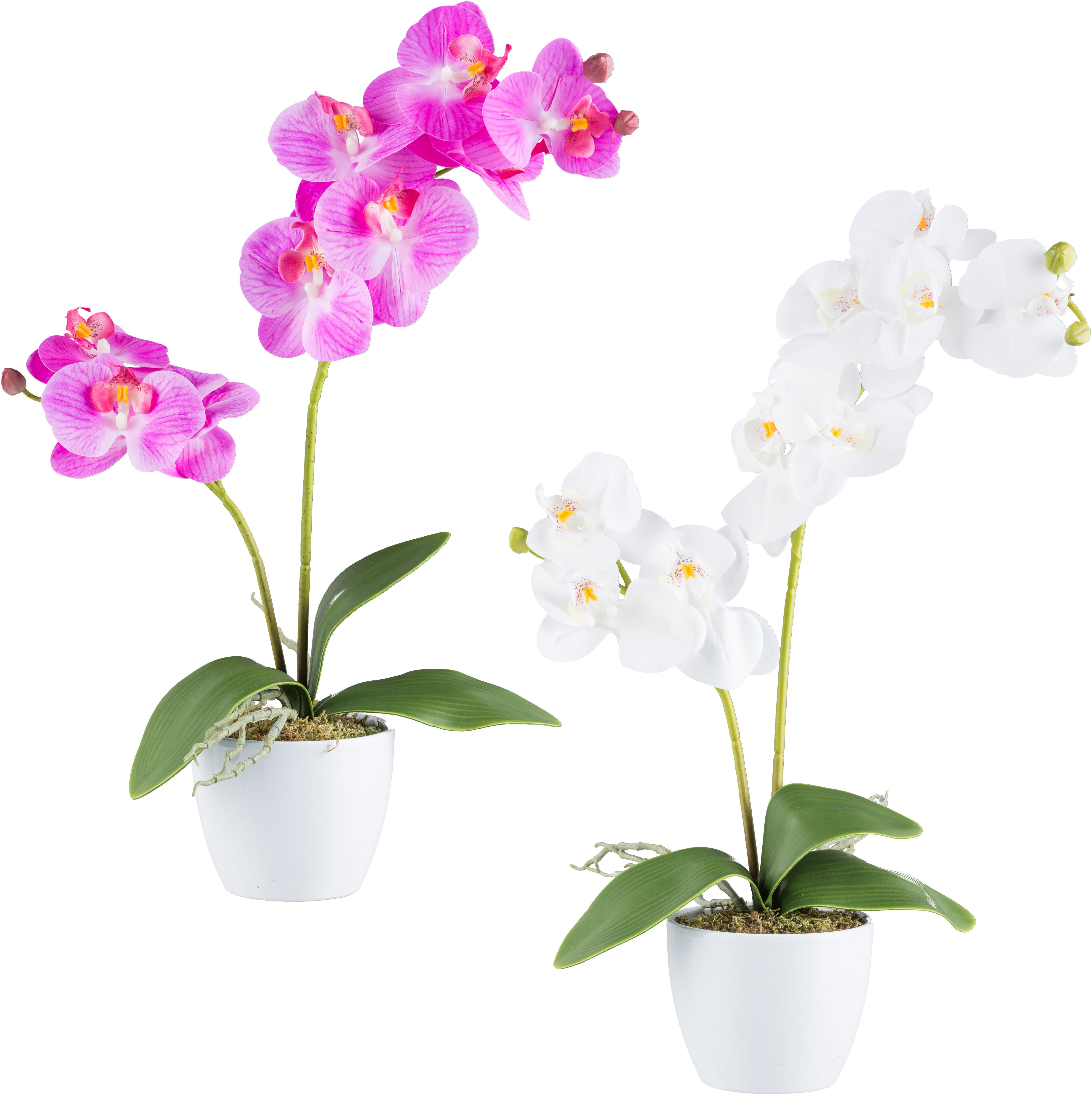 Kunstorchidee Orchidee Phalaenopsis, Creativ green, Höhe günstig online kaufen