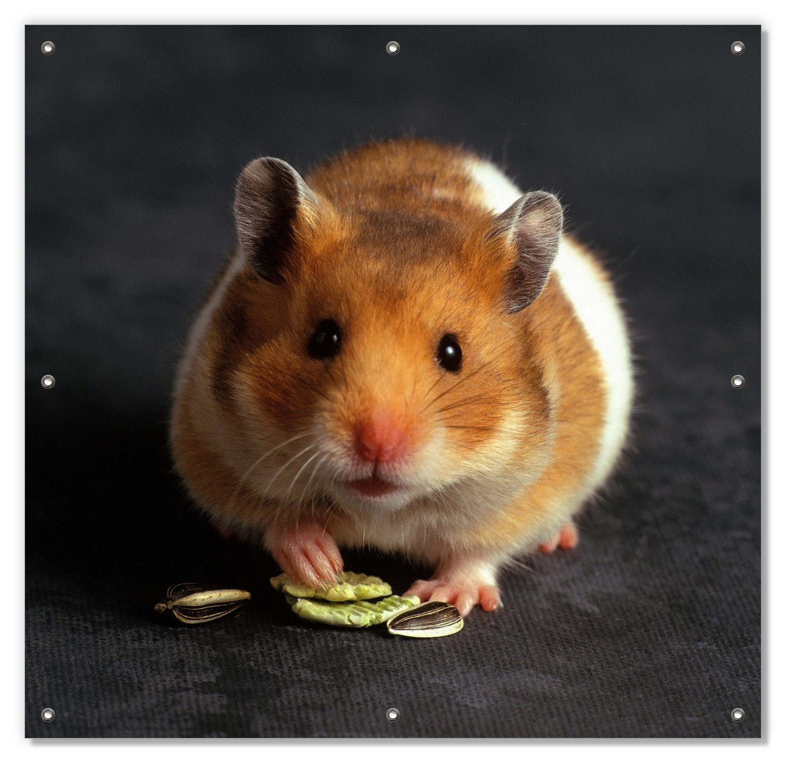 Sonnenschutz Putziger Hamster mit Nüssen zwischen den Pfoten, Wallario, blickdicht, mit Saugnäpfen, wiederablösbar und wiederverwendbar