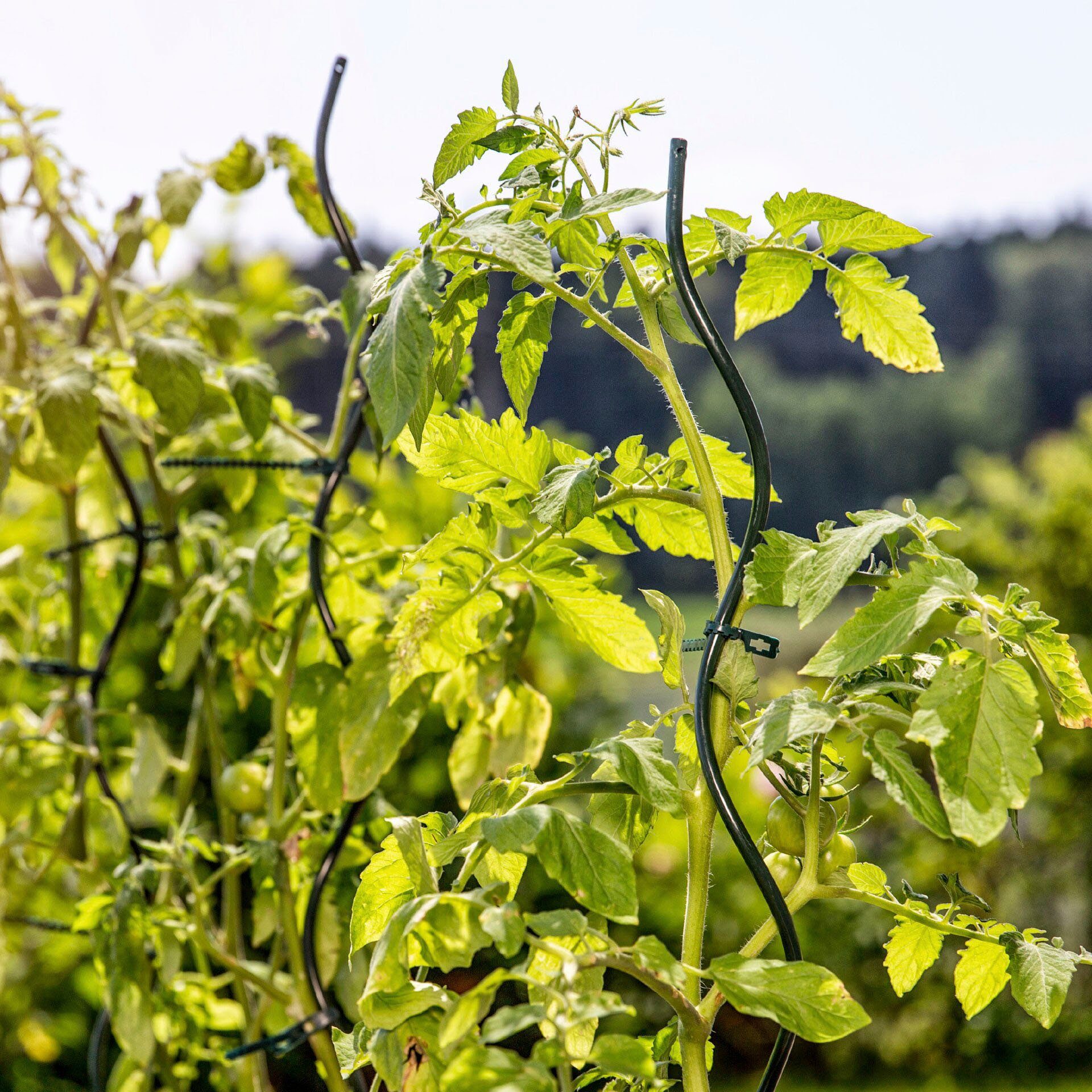 Windhager Rankhilfe Set, 10 St., Tomatenstäbe, grün, H 180 cm