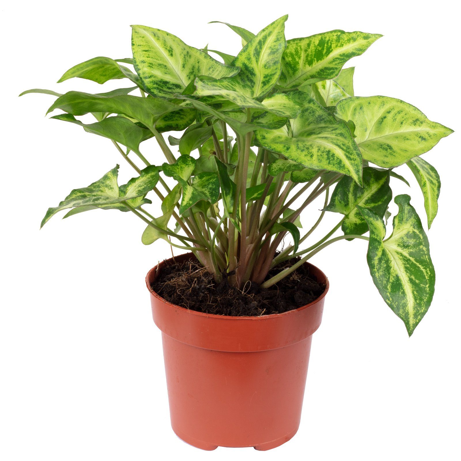 Flowerbox Zimmerpflanze Purpurtute "Arrow" - Syngonium Arrow, - Höhe ca. 25 cm, Topf-Ø 12 cm. € 16,29