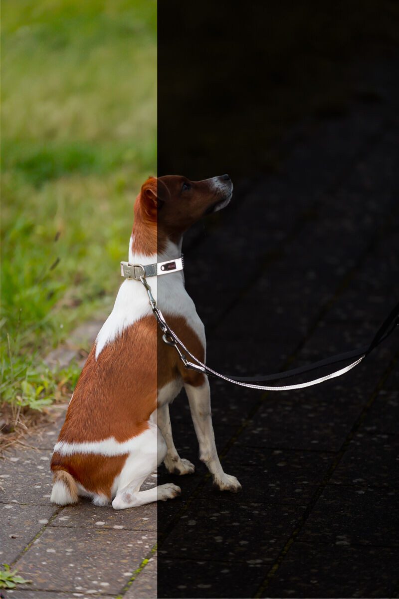 TRIXIE Leuchthalsband Premium Reflect Halsband - grafit - 36–55 cm/25 mm, Gurtband