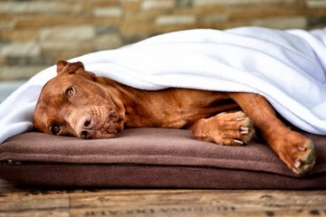 Carpe Sonno Tierkissen Hundekissen mit Decke zum schlafen und entspannen für Hunde und Katzen, 100% Polyester, Hundekissen in verschiendenen Farben und Größen mit Hundedecke