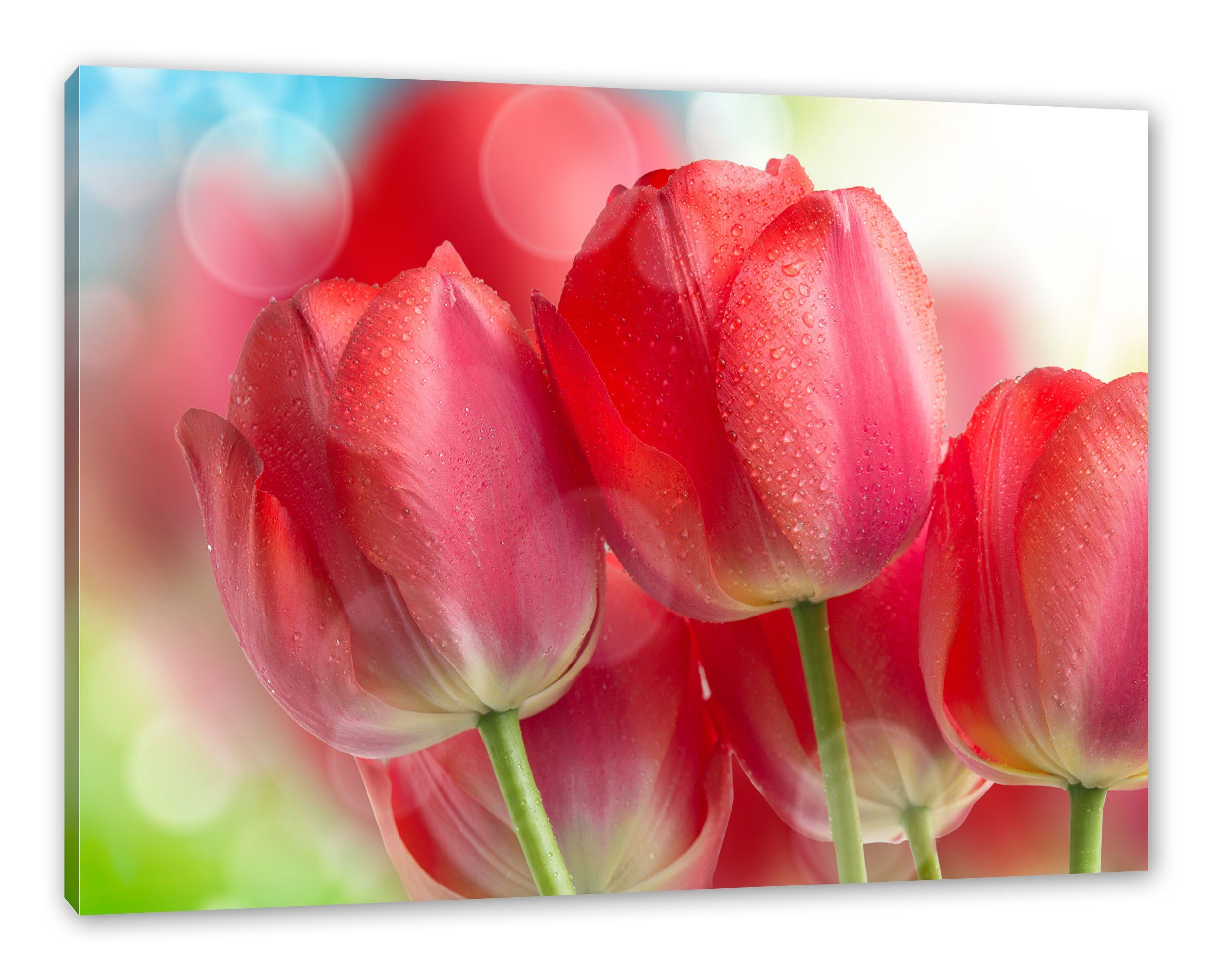 Zackenaufhänger fertig Tulpen, Tulpen Leinwandbild Rote Rote Leinwandbild bespannt, (1 Pixxprint inkl. St),