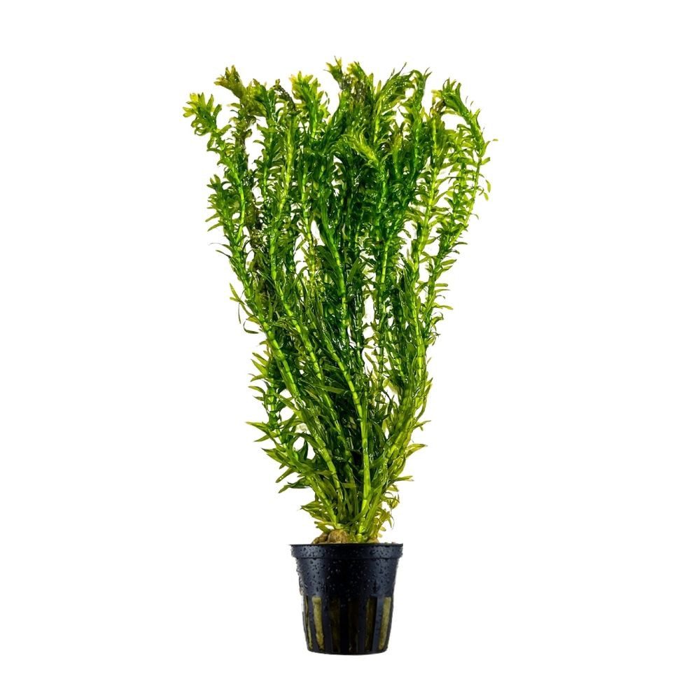 Aquaone Wasserpflanze Aquarium Pflanze Elodea canadensis Nr.312