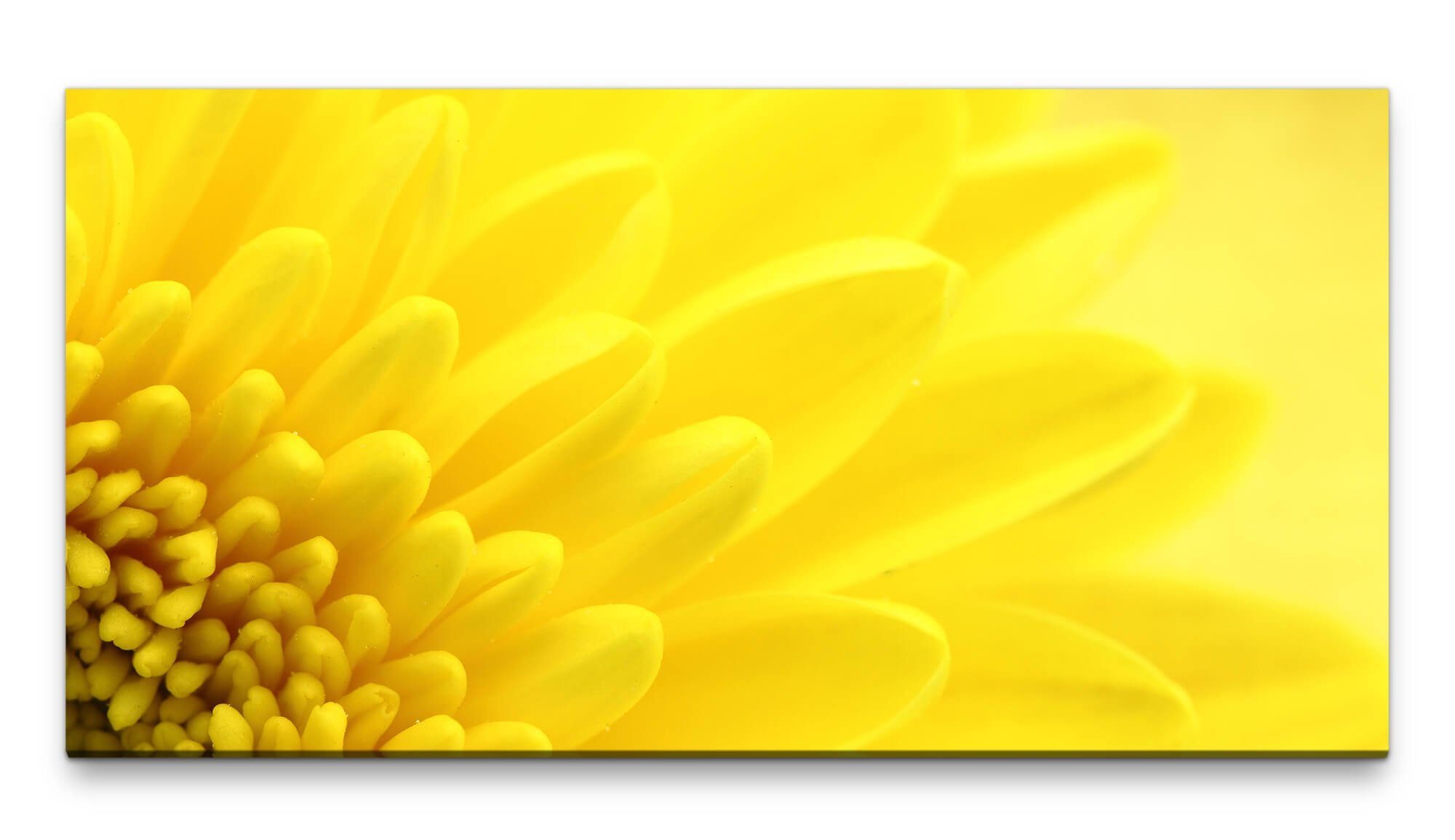 möbel-direkt.de Leinwandbild Bilder XXL Gelbe Blüte Nahaufnahme 50x100cm Wandbild auf Leinwand