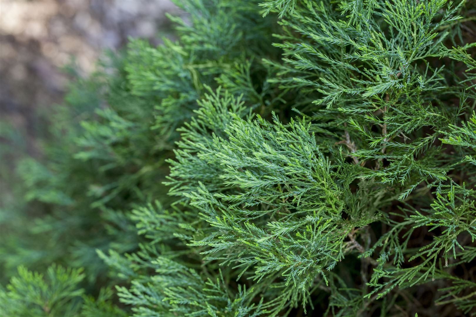 Pflanzen für Dich Konifere Juniperus chinensis Spartan, 1 St., Chinesischer Wacholder, säulenförmig, immergrün