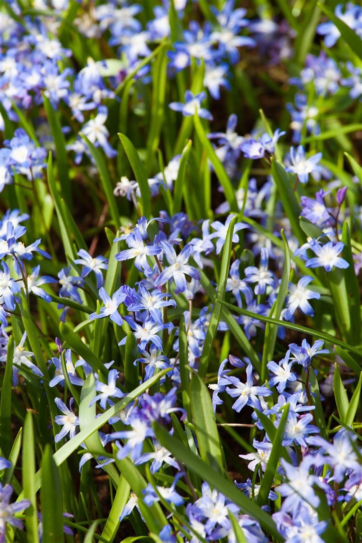 Pflanzen für Dich Почвопокровные растения Chionodoxa forbesii, 1 St., Schneeglanz, Sternhyazinthe, blau, frühblühend