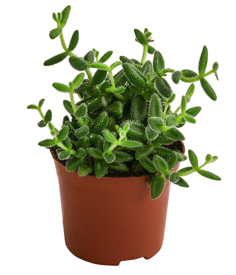 Dehner Kaktus Gurkenpflanze, Delosperma echinatum, ca. 20 cm, Ø Topf 12 cm, Sukkulente mit fleischigen und behaarten Blättern