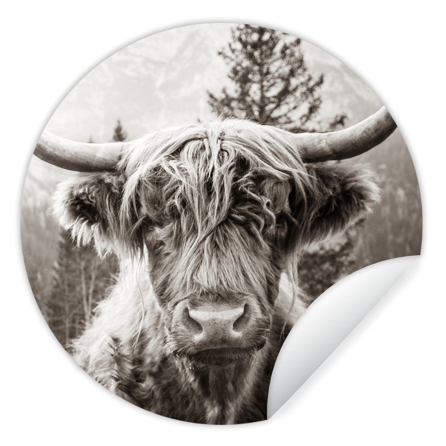 MuchoWow Wandsticker Schottischer Highlander - Kuh - Tiere - Schwarz - Weiß (1 St), Tapetenkreis für Kinderzimmer, Tapetenaufkleber, Rund, Wohnzimmer