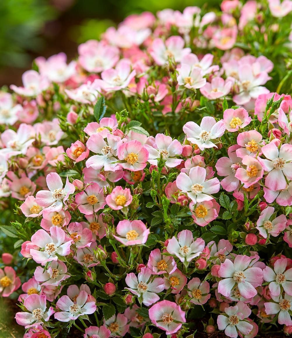BALDUR Garten Rose Alpin-Rose 'Cutie Pie®', 1 St., Bodendecker, winterhart, duftend, bienenfreundlich