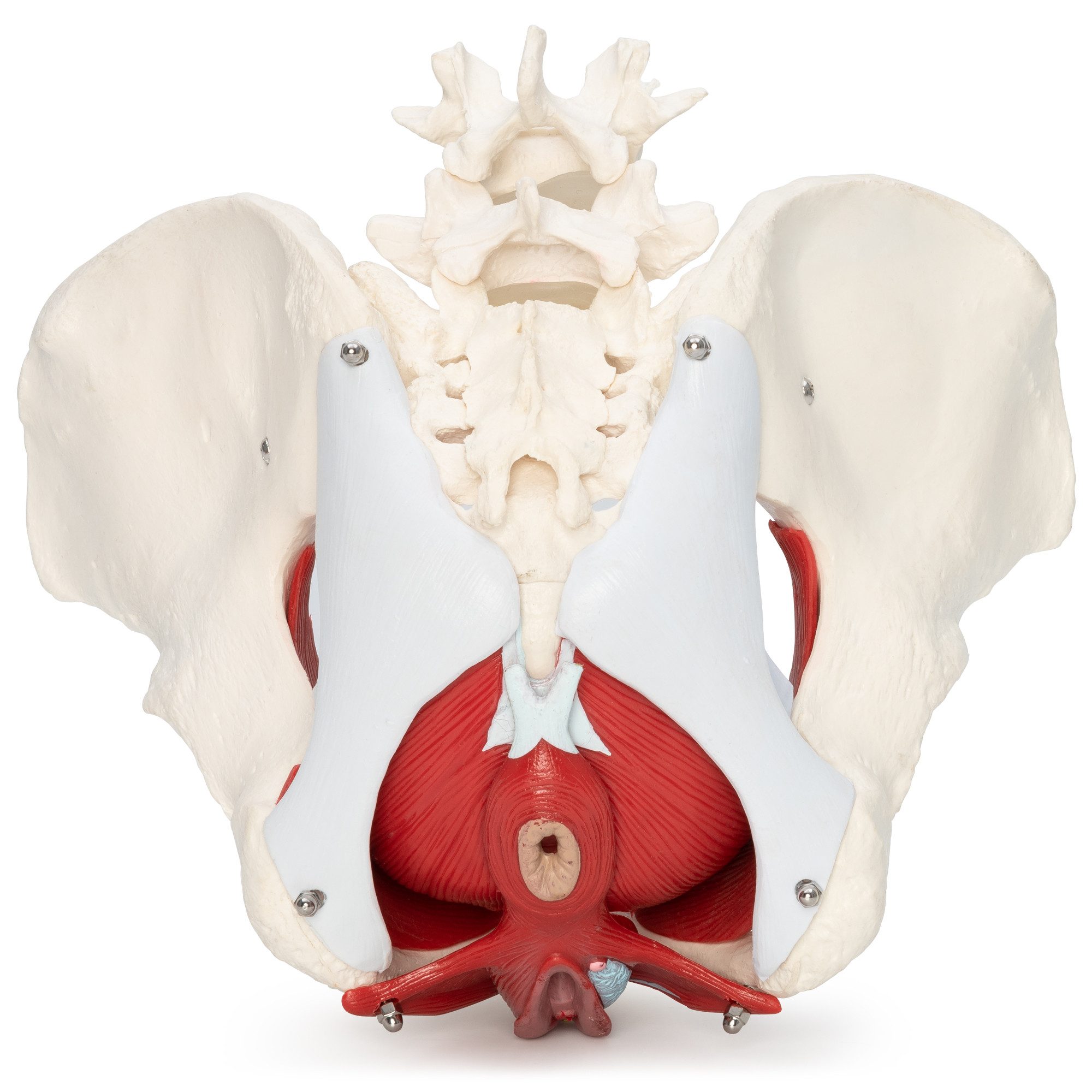 Cranstein Scientific Dekoobjekt Weibliches Becken Anatomie Modell lebensgroß 6 teilig Organe Muskeln