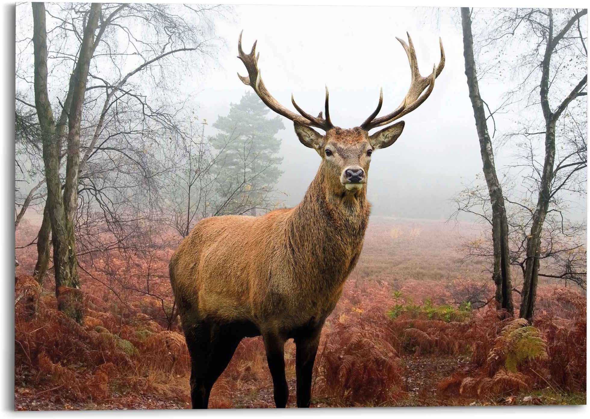 Reinders! Wandbild »Hirsch im Wald Tier - Hirschgeweih - Naturmotiv«, (1 Stück)-Otto