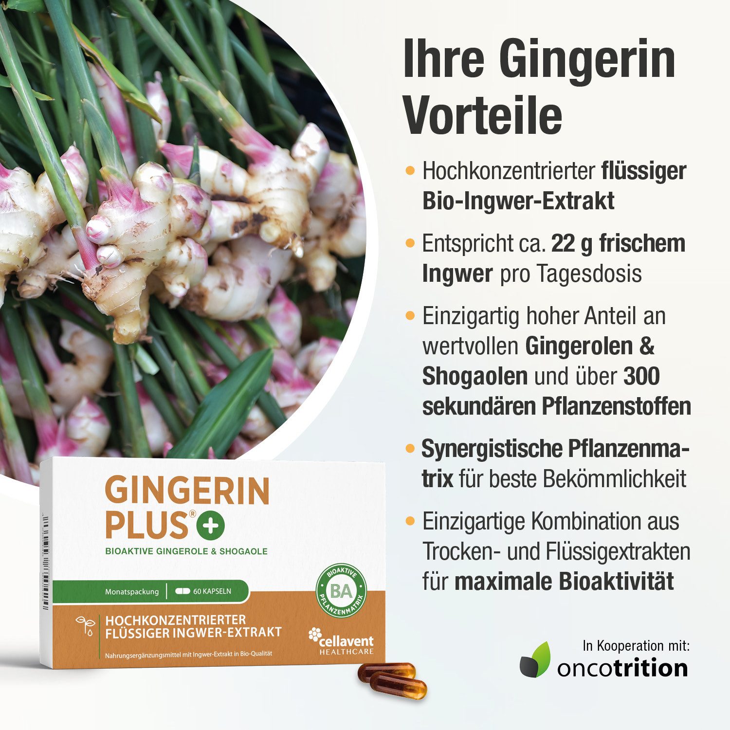 Cellavent Healthcare BIO Ingwer Kapseln - 22.000 mg Ingwerpulver - Gingerin PLUS Kapseln