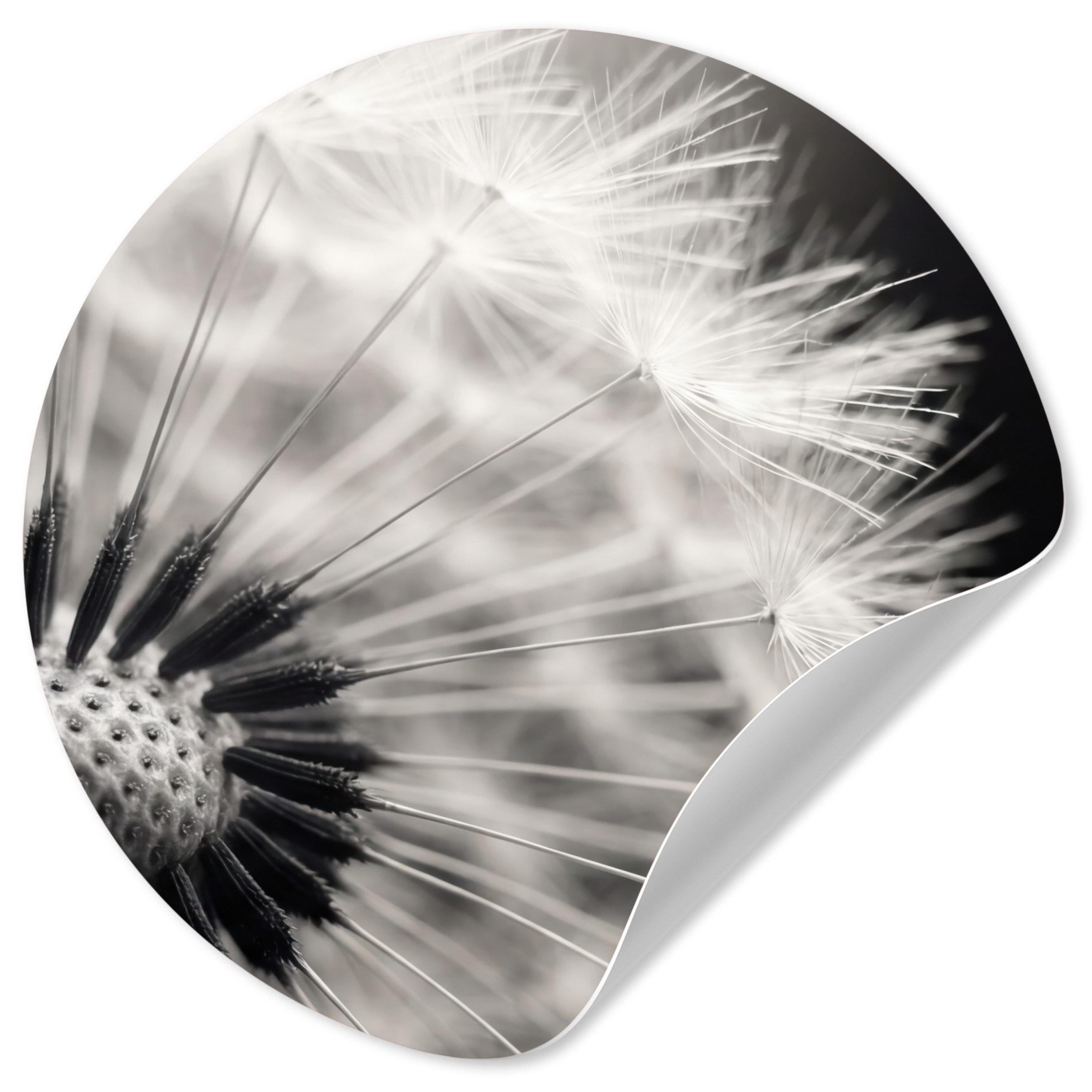 MuchoWow Wandsticker Pusteblume - Schwarz - Weiß (1 St), Wandtattoo Selbstklebend, Wohnzimmer Deko Aufkleber, 30x30 cm
