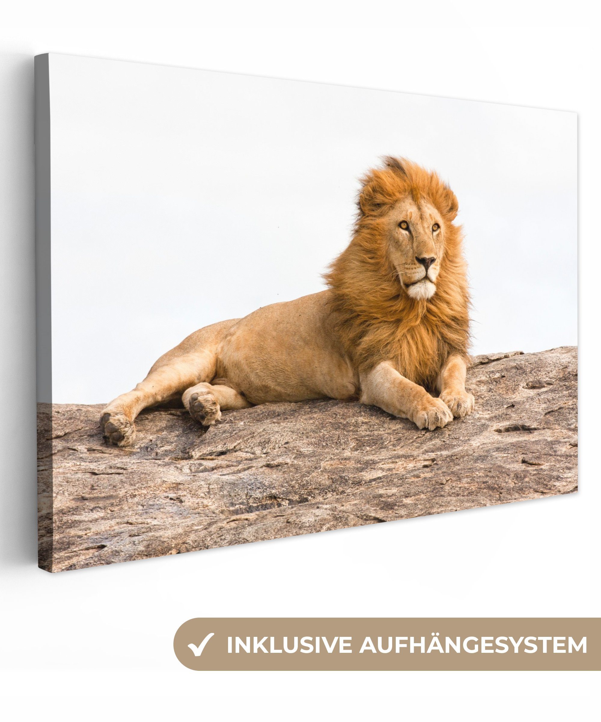 OneMillionCanvasses® Leinwandbild Löwe - Mähne - Tier, (1 St), Wandbild Leinwandbilder, Aufhängefertig, Wanddeko, 30x20 cm