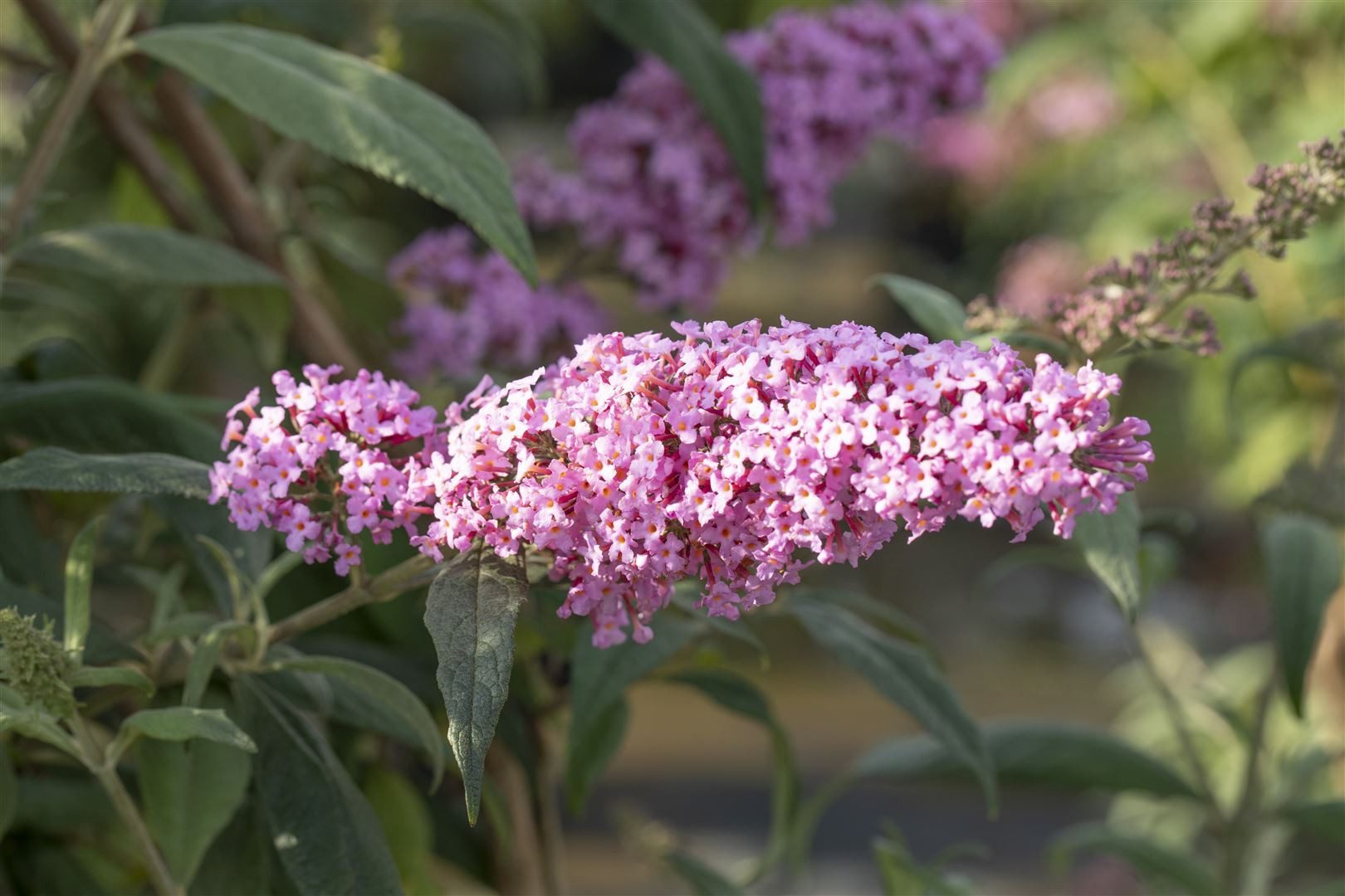 Pflanzen für Dich Gehölze Buddleja davidii 'Fascination', 1 St., Schmetterlingsflieder, Sommerflieder