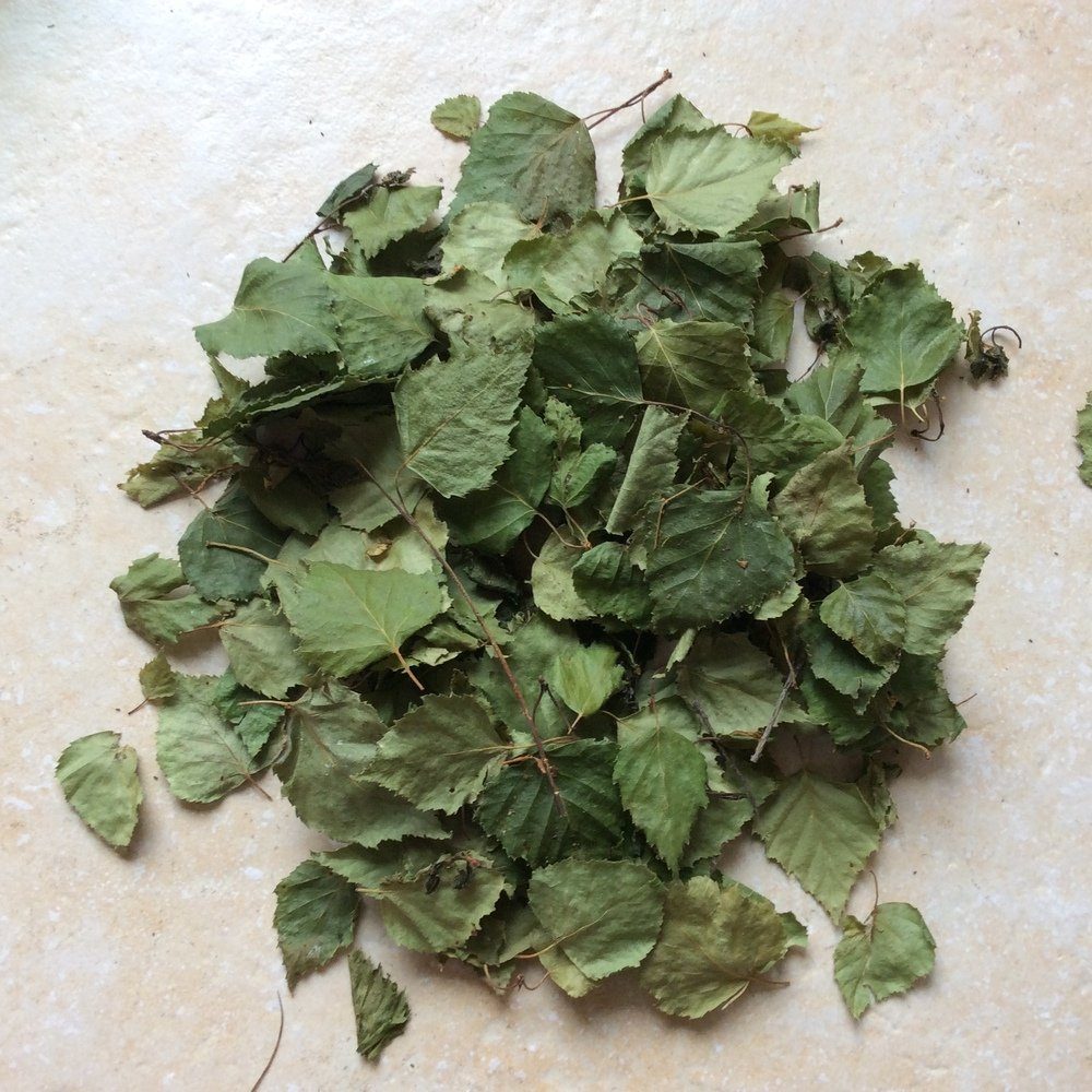 Terrarium Birkenblätter grün, getrocknet, Futter/Dekoblätter (50 Stück)