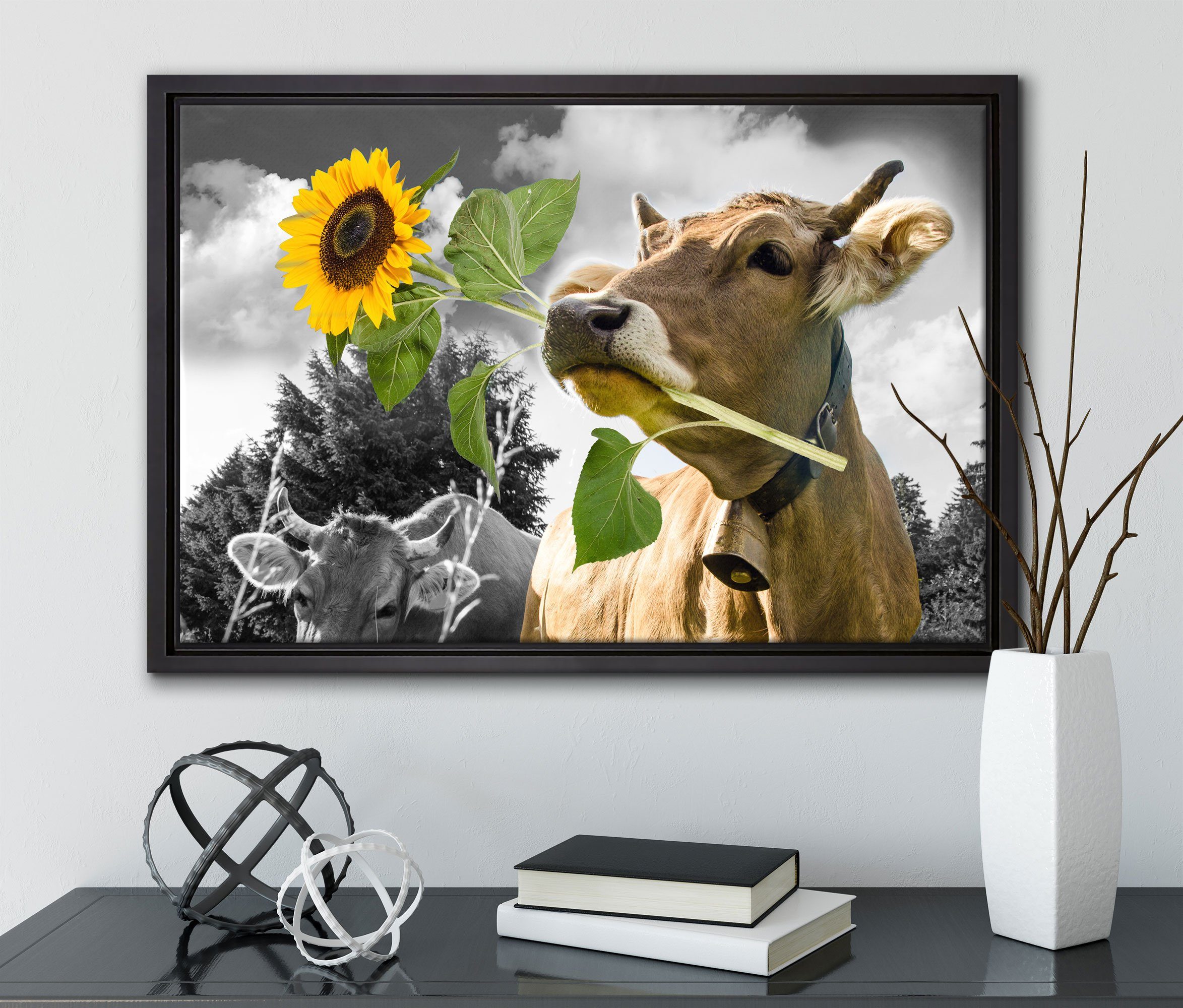 Pixxprint Leinwandbild Nahaufnahme Kuh mit gefasst, Sonnenblume einem (1 inkl. B&W Schattenfugen-Bilderrahmen Zackenaufhänger fertig Maul bespannt, Detail, in Leinwandbild im Wanddekoration St)