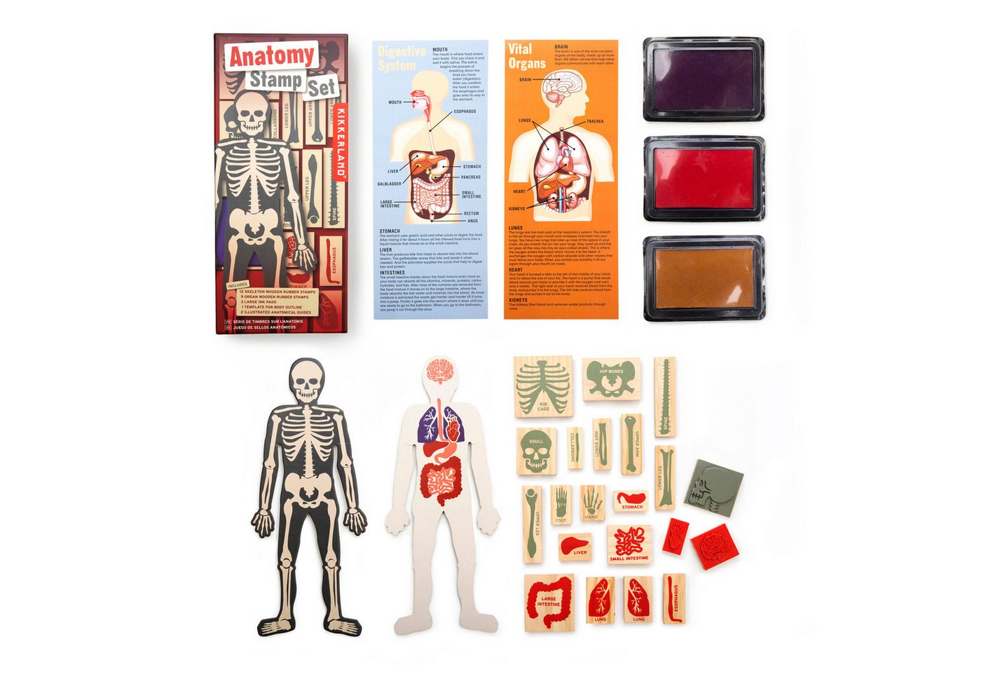 Thumbnail - Kikkerland Stempel Anatomie Holzstempel Set mit 21 Stempeln, Stempelkissen und Vorlage