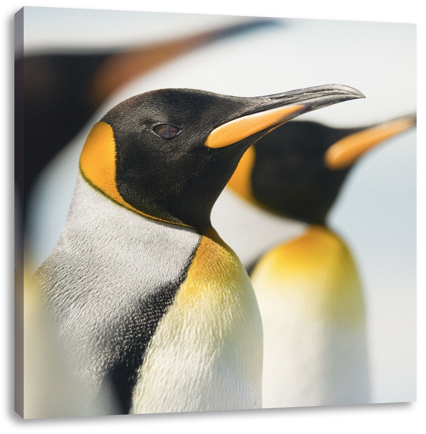 Pixxprint Leinwandbild Pinguine, Pinguine (1 St), Leinwandbild fertig bespannt, inkl. Zackenaufhänger