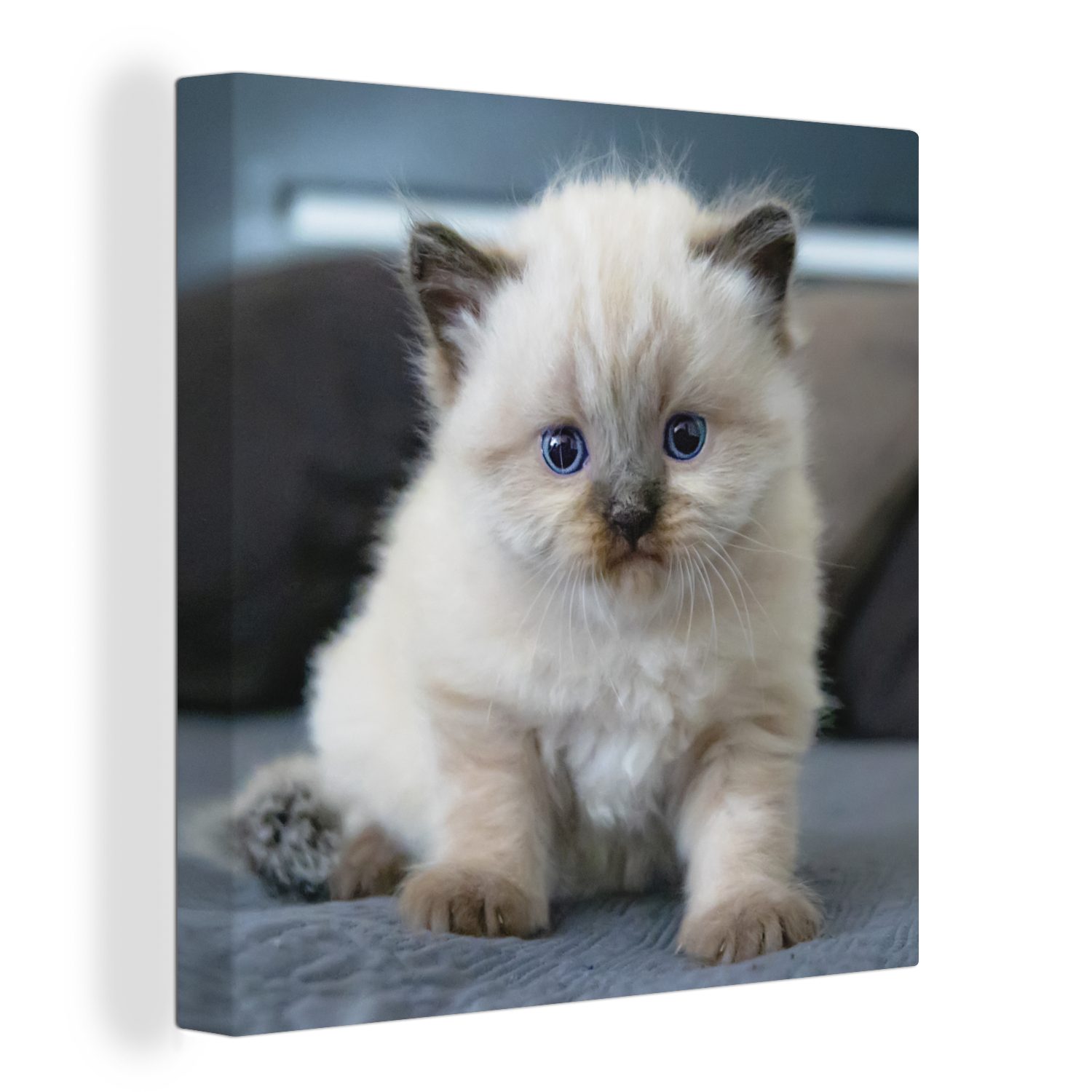 OneMillionCanvasses® Leinwandbild Kätzchen - Katze - Tier, (1 St), Leinwand Bilder für Wohnzimmer Schlafzimmer