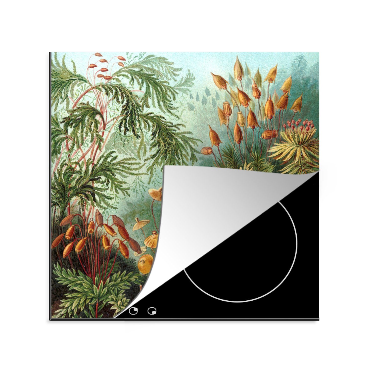 MuchoWow Herdblende-/Abdeckplatte Muscinae - Ernst Haeckel - Pflanzen, Vinyl, (1 tlg), 78x78 cm, Ceranfeldabdeckung, Arbeitsplatte für küche