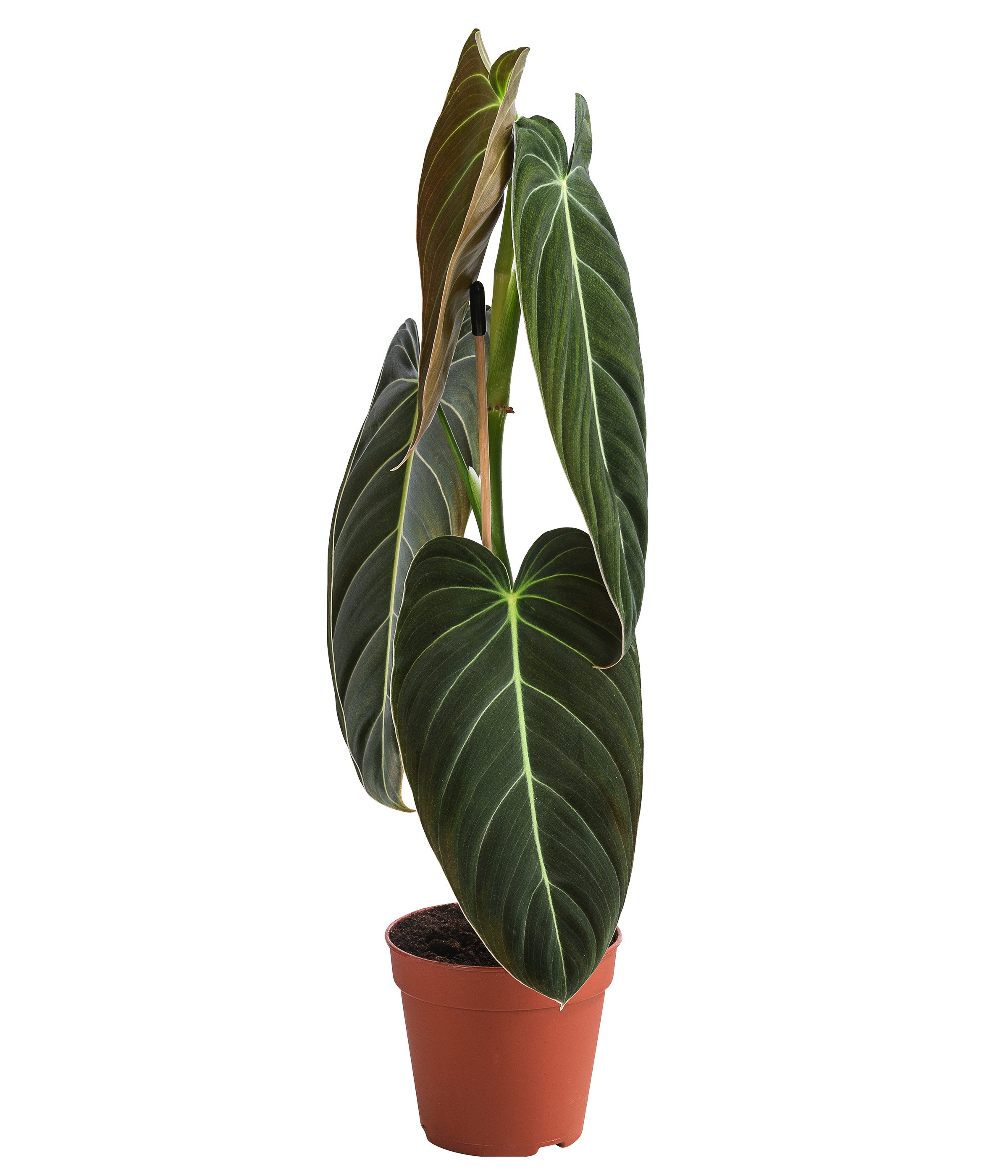 Dehner Zimmerpflanze Schwarzgoldener Baumfreund, 40-50 cm inkl. Pflanztopf, Ø 12 cm, Philodendron melanchochrysum, Zimmerpflanzen-Rarität, samtige Blätter
