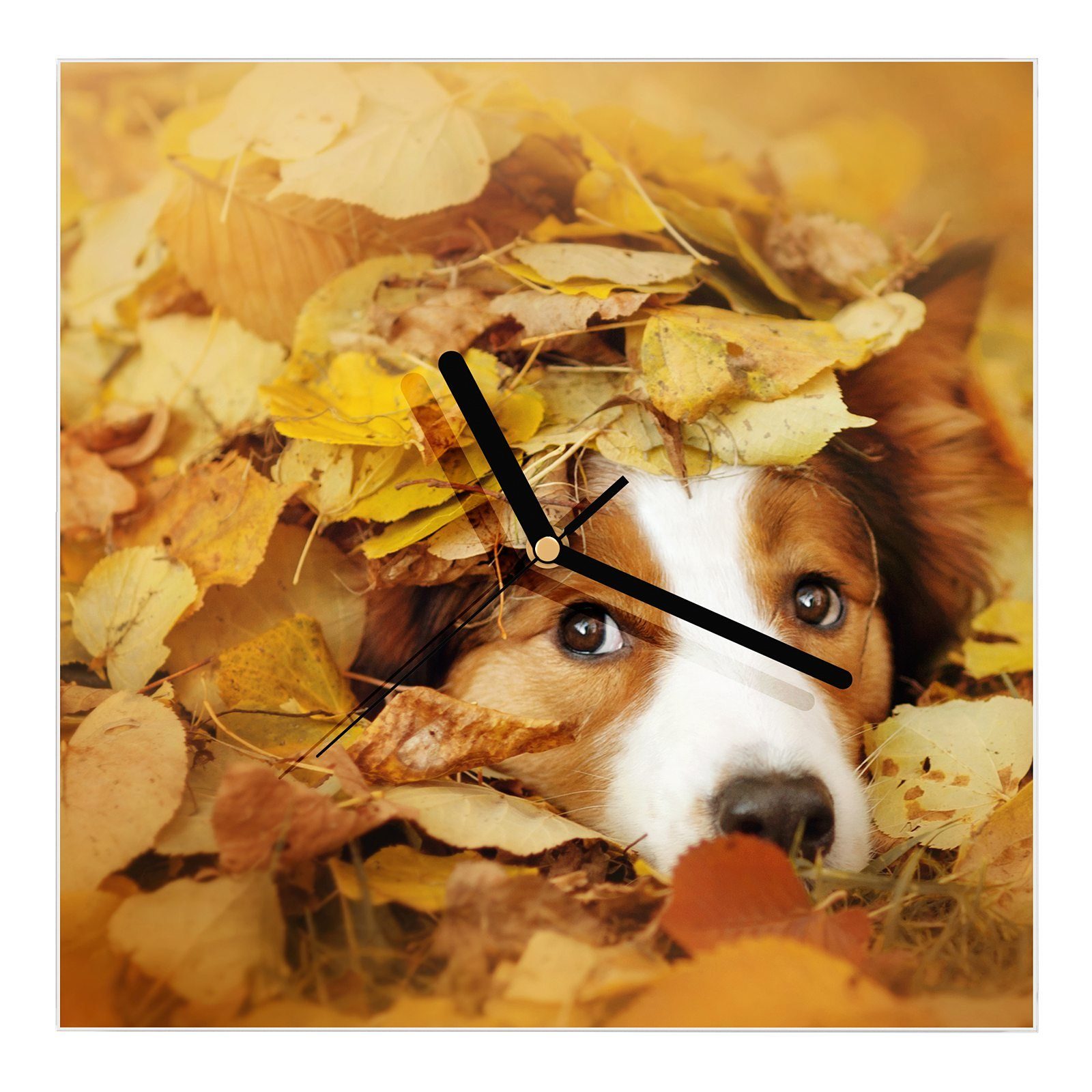 Primedeco Wanduhr Glasuhr Wanduhr Wandkunst Größe 30 x 30 cm mit Motiv Junger Hund in Herbstblätter