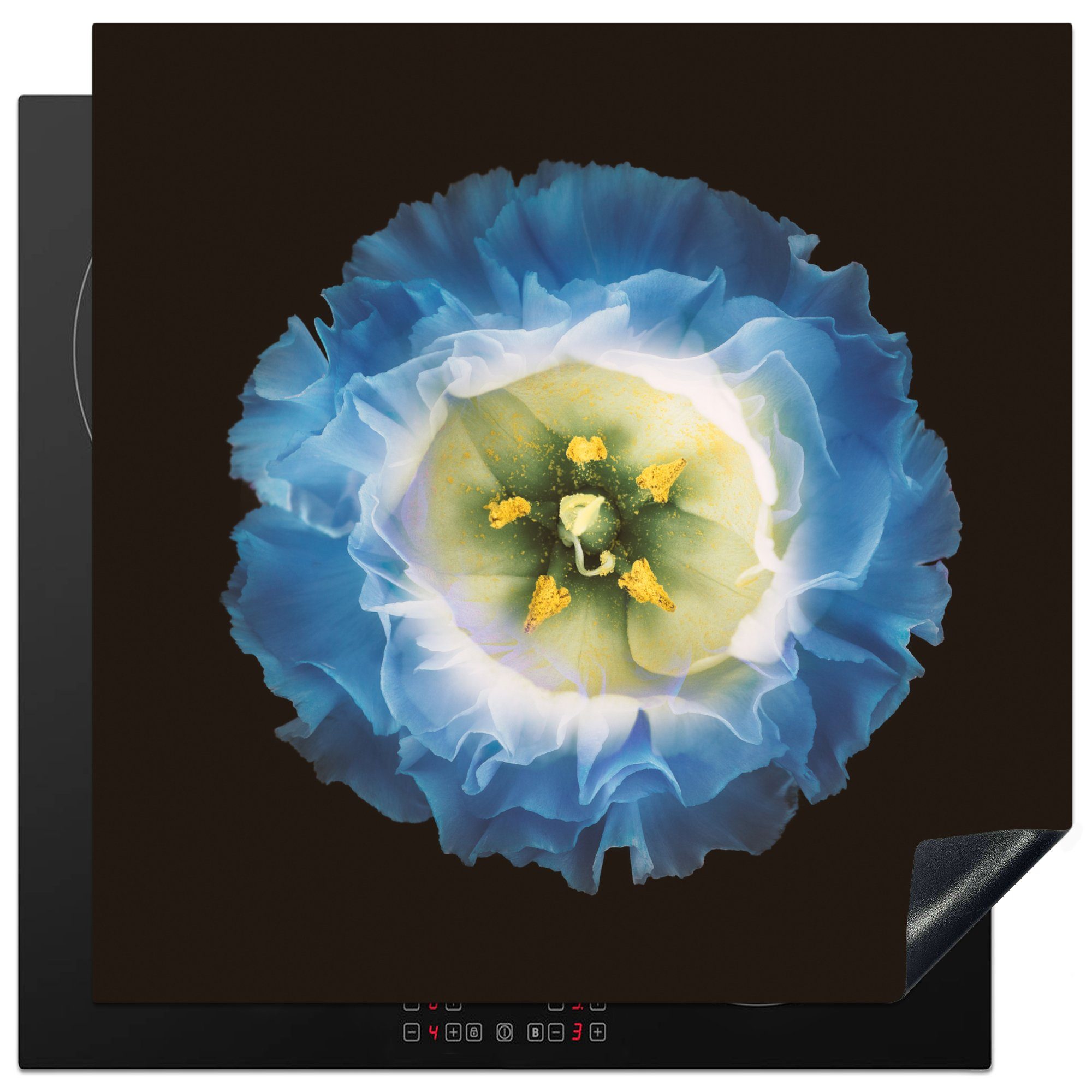 MuchoWow Herdblende-/Abdeckplatte Eine Nahaufnahme einer blauen Blume auf schwarzem Hintergrund, Vinyl, (1 tlg), 78x78 cm, Ceranfeldabdeckung, Arbeitsplatte für küche