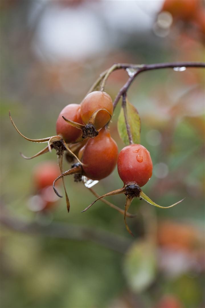 Pflanzen für Dich Rose Rosa glauca