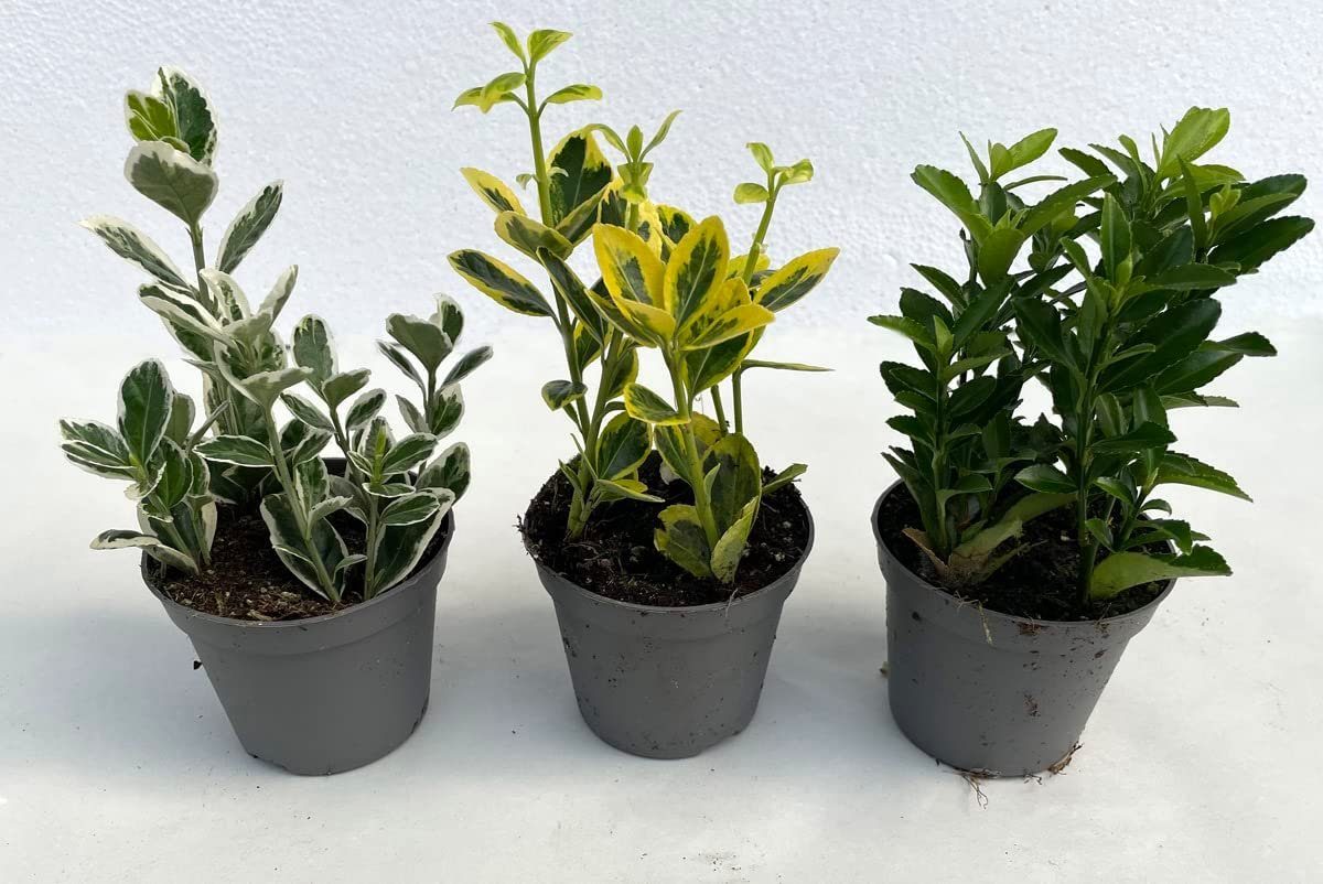 LB H&F Lilienburg Pflanzer 3er SET Heckenpflanze Heckenpflanzen ECHTE