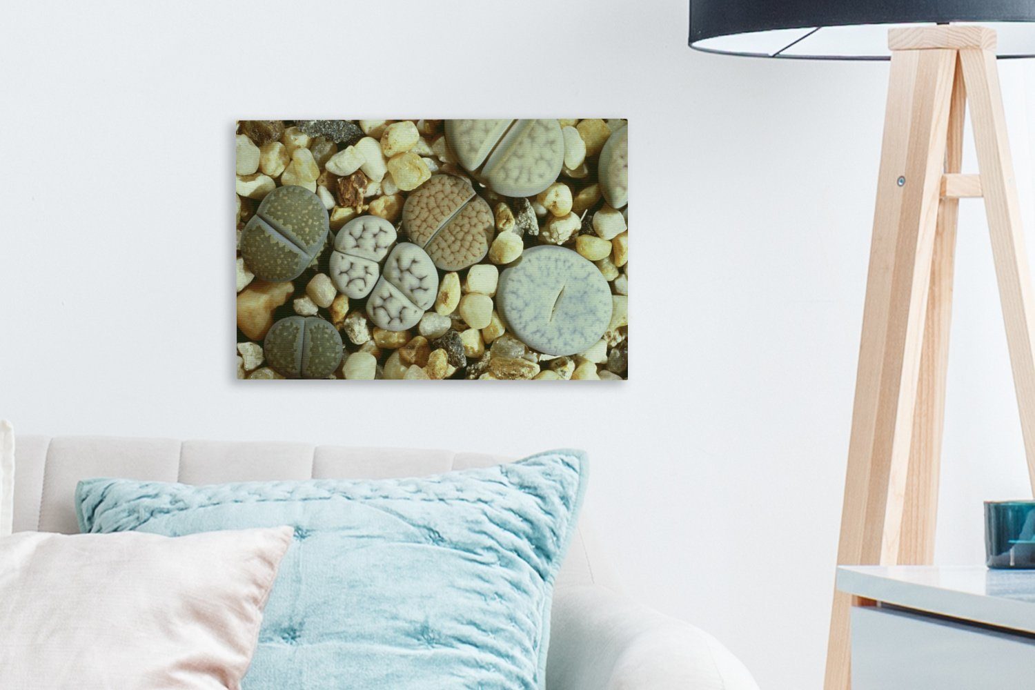 OneMillionCanvasses® Leinwandbild Leinwandbilder, Südafrika, Wanddeko, Die St), cm Wandbild Steinblume in Lithops 30x20 (1 Aufhängefertig