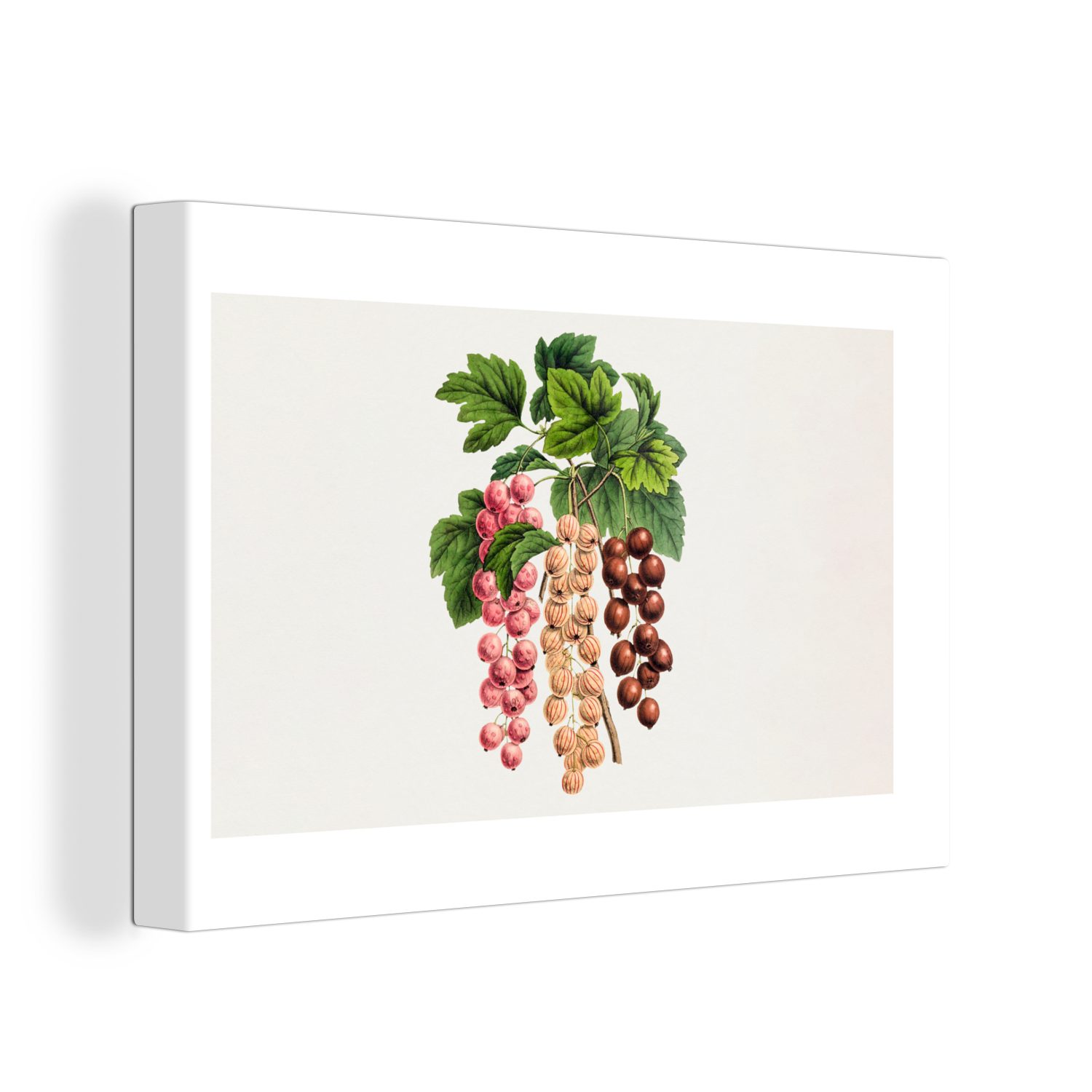 OneMillionCanvasses® Leinwandbild Lebensmittel - Beeren - Pflanze, (1 St), Wandbild Leinwandbilder, Aufhängefertig, Wanddeko, 30x20 cm