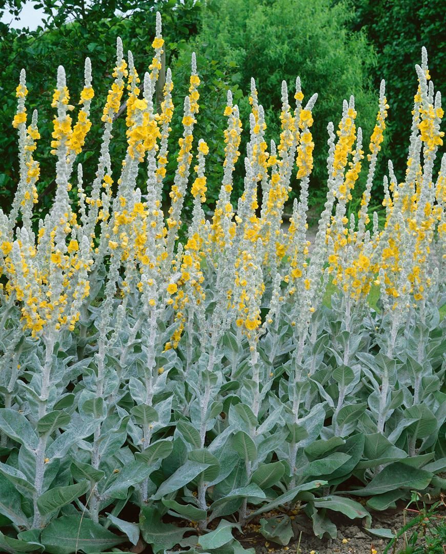 Pflanzen für Dich Staude Verbascum bombyciferum Polarsommer, 1 St., Silber-Königskerze, Wollige Königskerze