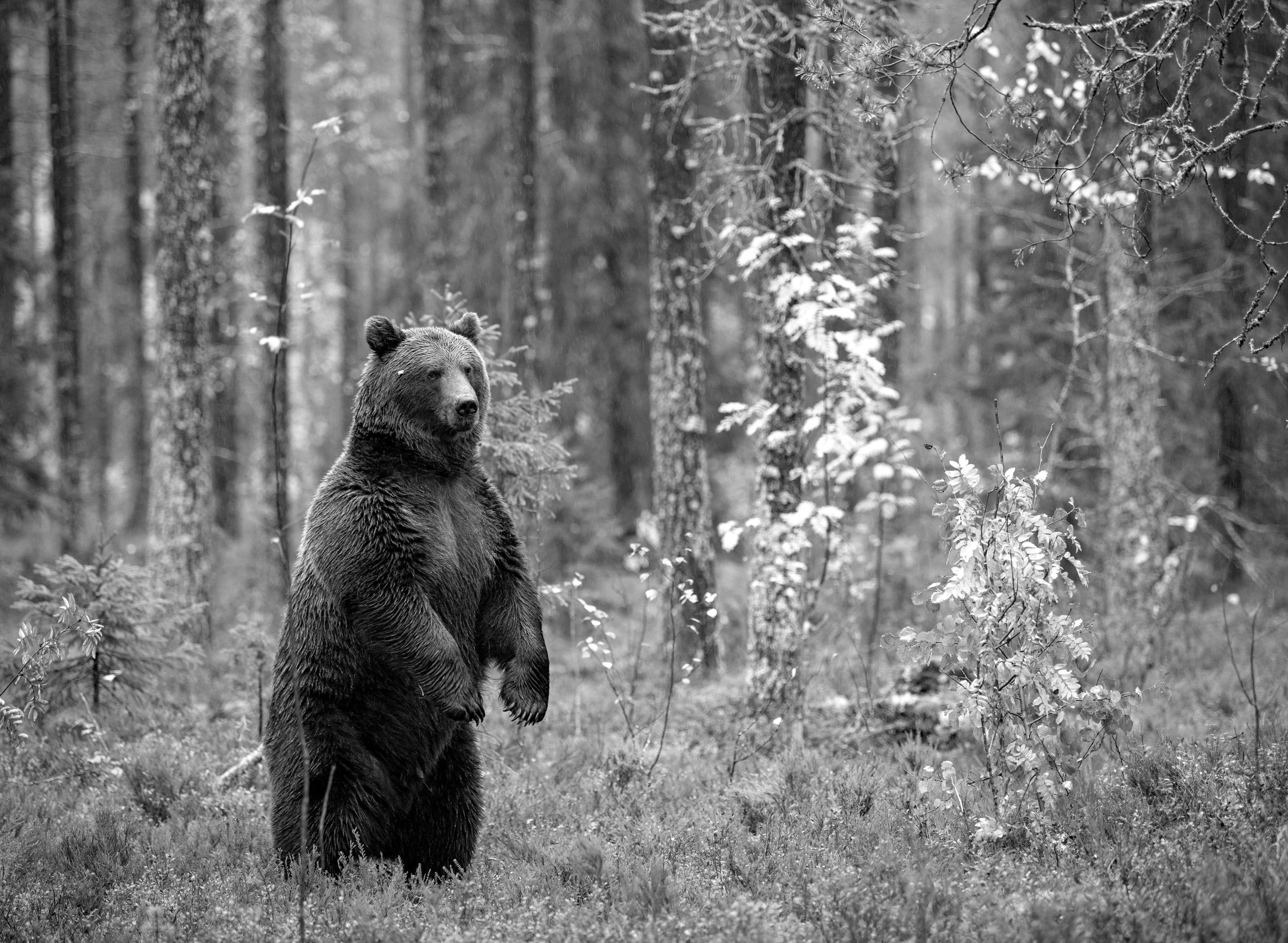 Papermoon Fototapete Bär im Wald Schwarz & Weiß