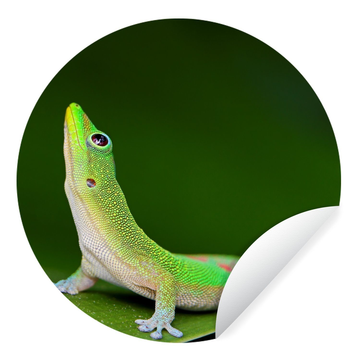 MuchoWow Wandsticker Nach oben blickender grüner Gecko (1 St), Tapetenkreis für Kinderzimmer, Tapetenaufkleber, Rund, Wohnzimmer